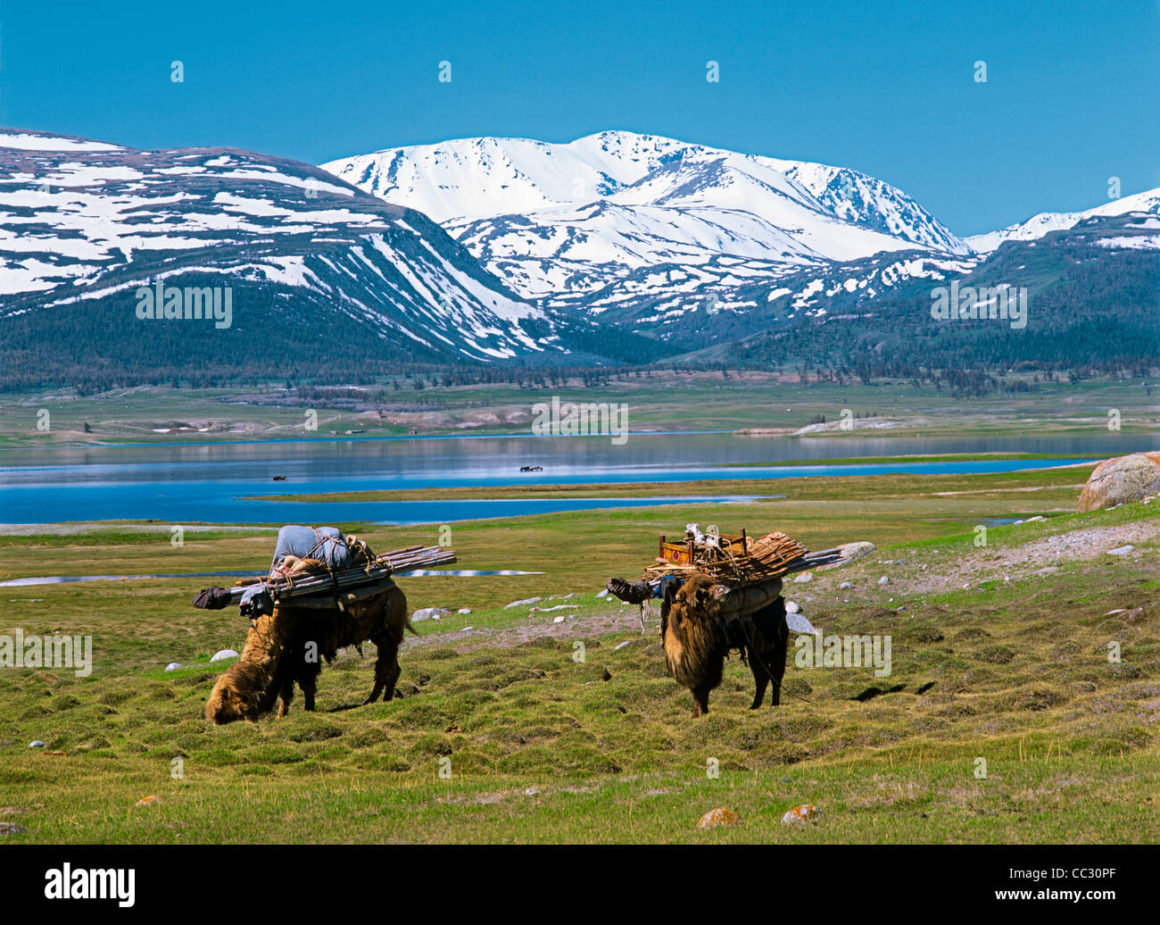 Due i cammelli con yurta sono il pascolo vicino Lago Khurgan. Lo spostamento di estate nomadi accampamento". A ovest della Mongolia. Altai mongolo. Asia Foto Stock