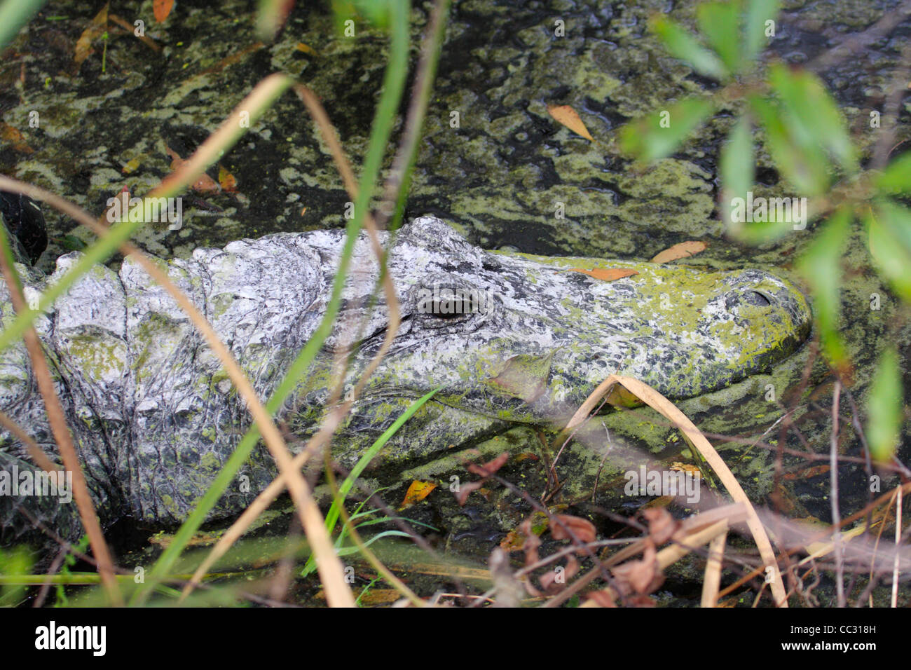 Il coccodrillo americano (Alligator mississippiensis) Foto Stock