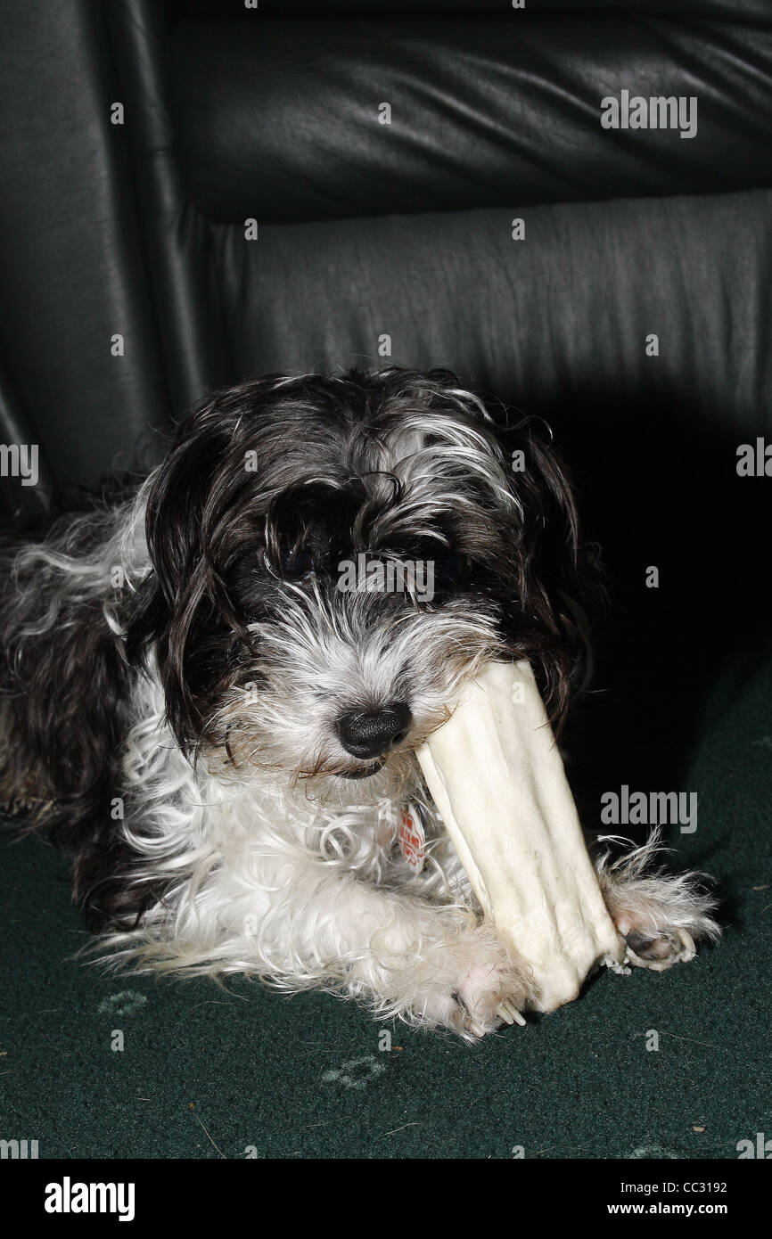 La masticazione del cane giocattolo rawhide Canis lupus familiaris Foto Stock