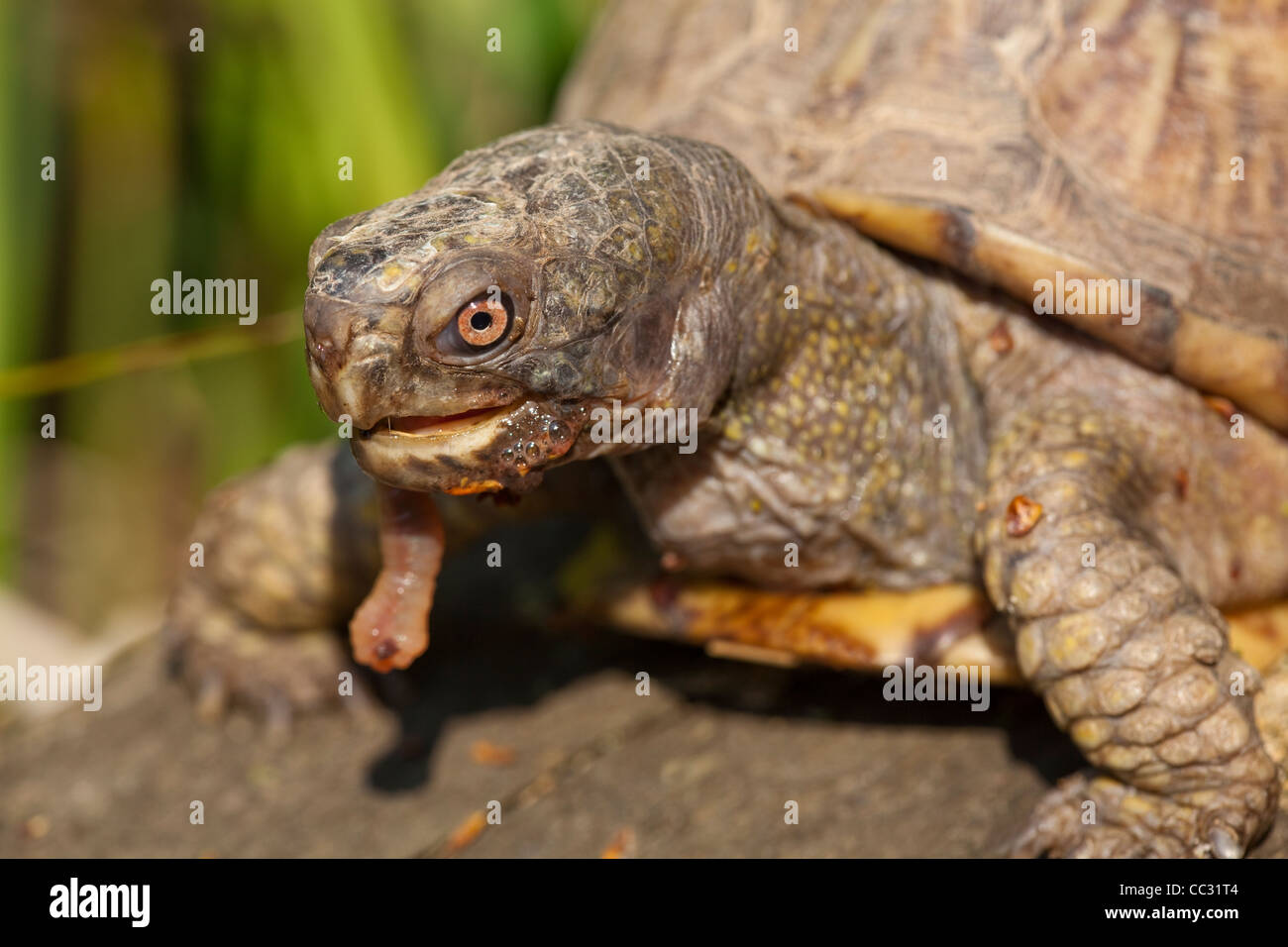 Scatola orientale tartaruga (Terrapene carolina). Mangiare un lombrico . Foto Stock