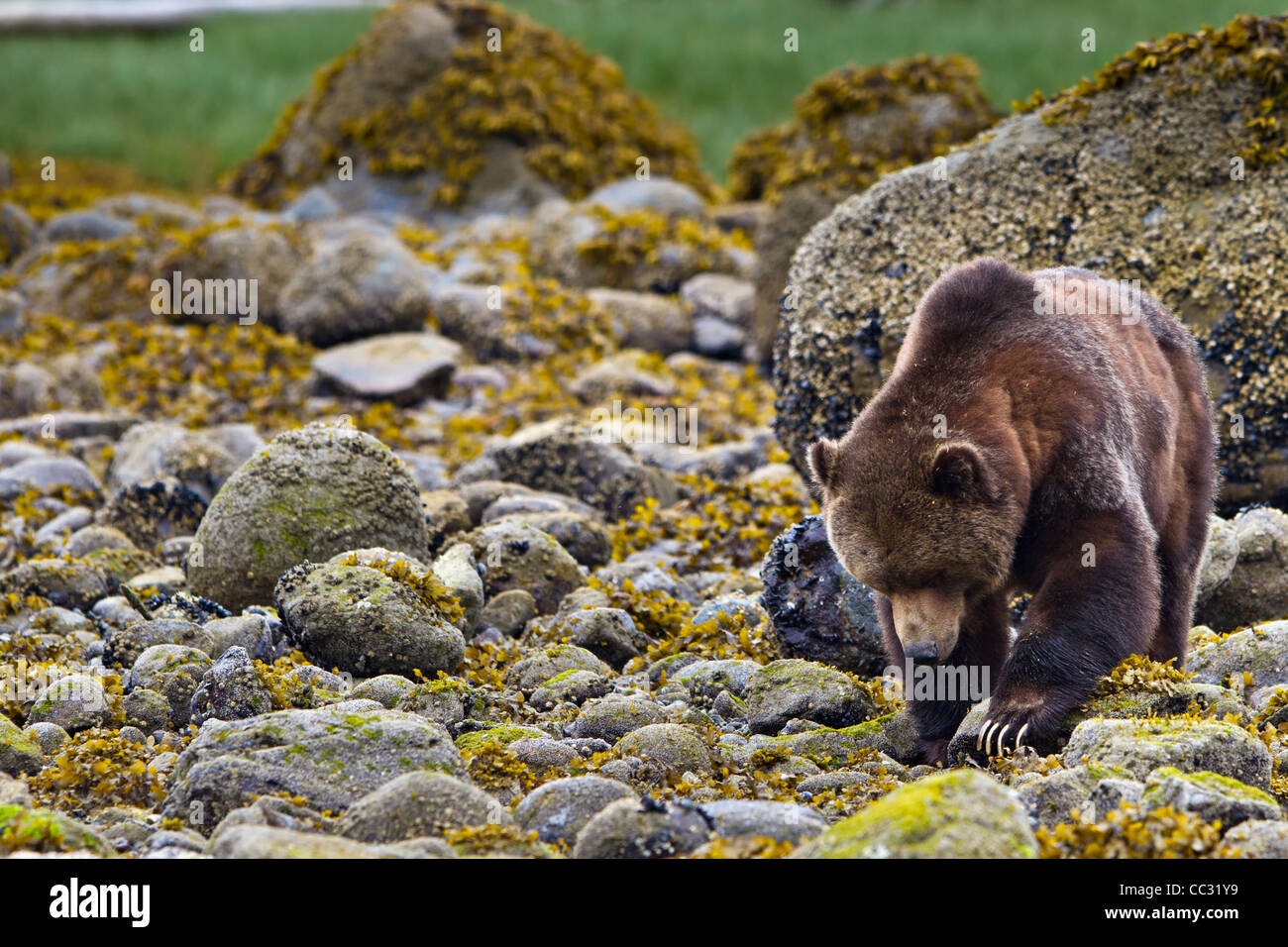 Costiera orso grizzly alla ricerca di cibo a bassa marea sul British Columbia continentale, Canada Foto Stock