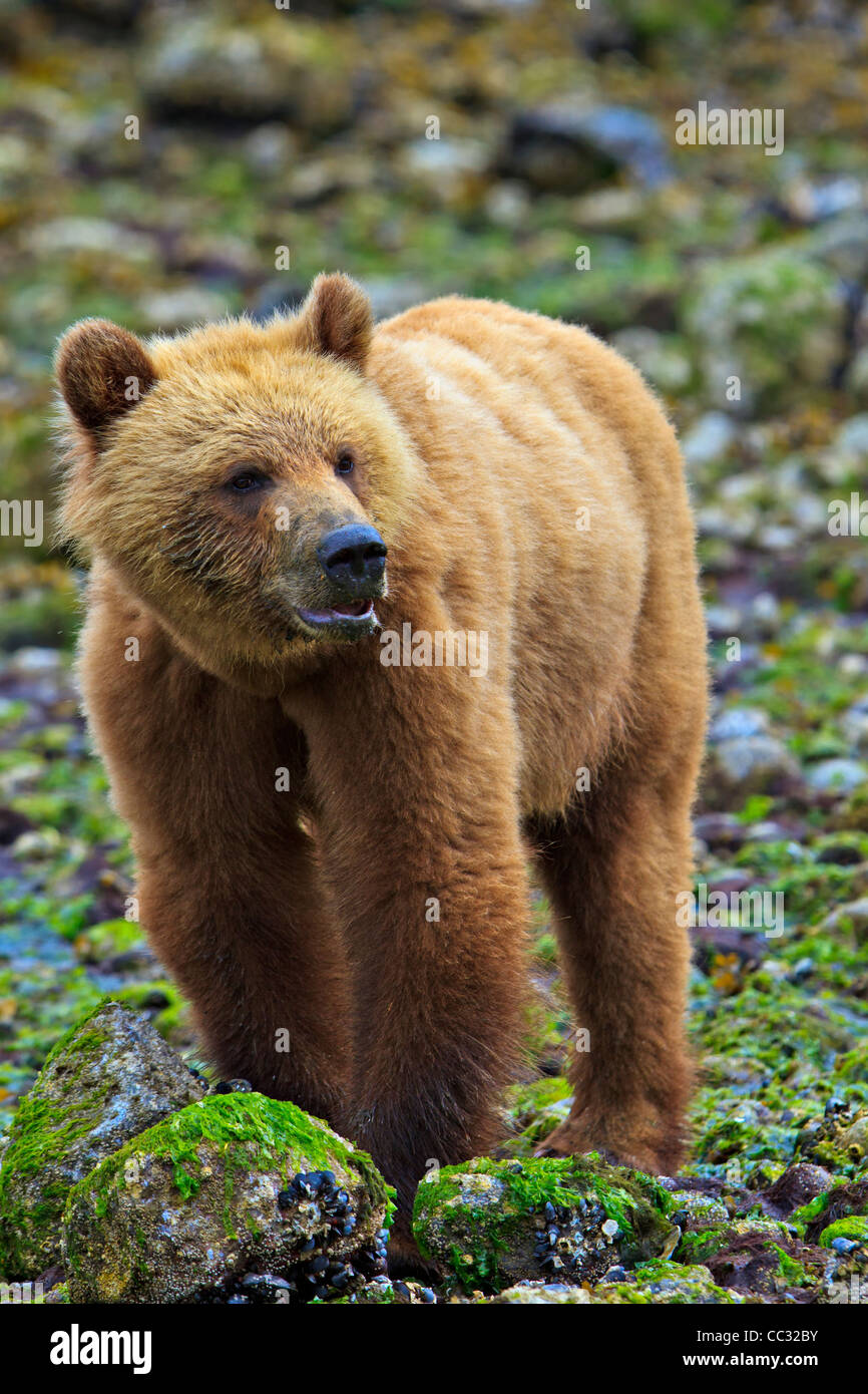 Coastal Grizzly Bear Cub alla ricerca di cibo a bassa marea sul British Columbia continentale, Canada Foto Stock