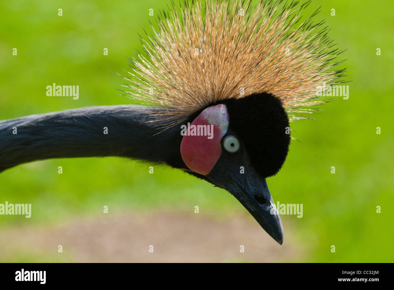 Nero o West African Crowned Crane (pavonina Balearica pavonina). Ritratto. Foto Stock
