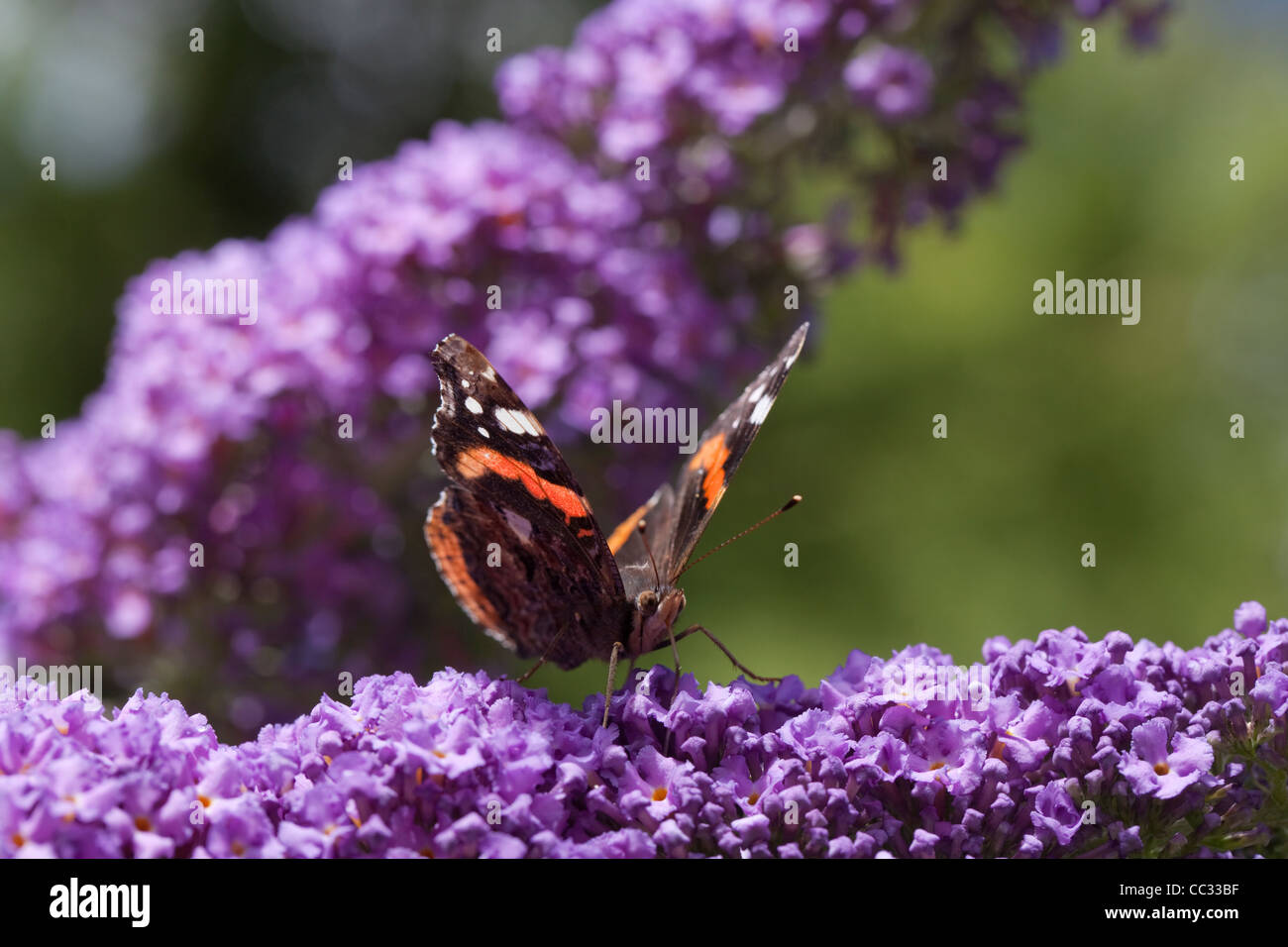 Red Admiral Butterfly (Vanessa Atalanta). Tenendo il nettare dai fiori di Buddleia (Buddleia davidii) o Butterfly Bush. Foto Stock