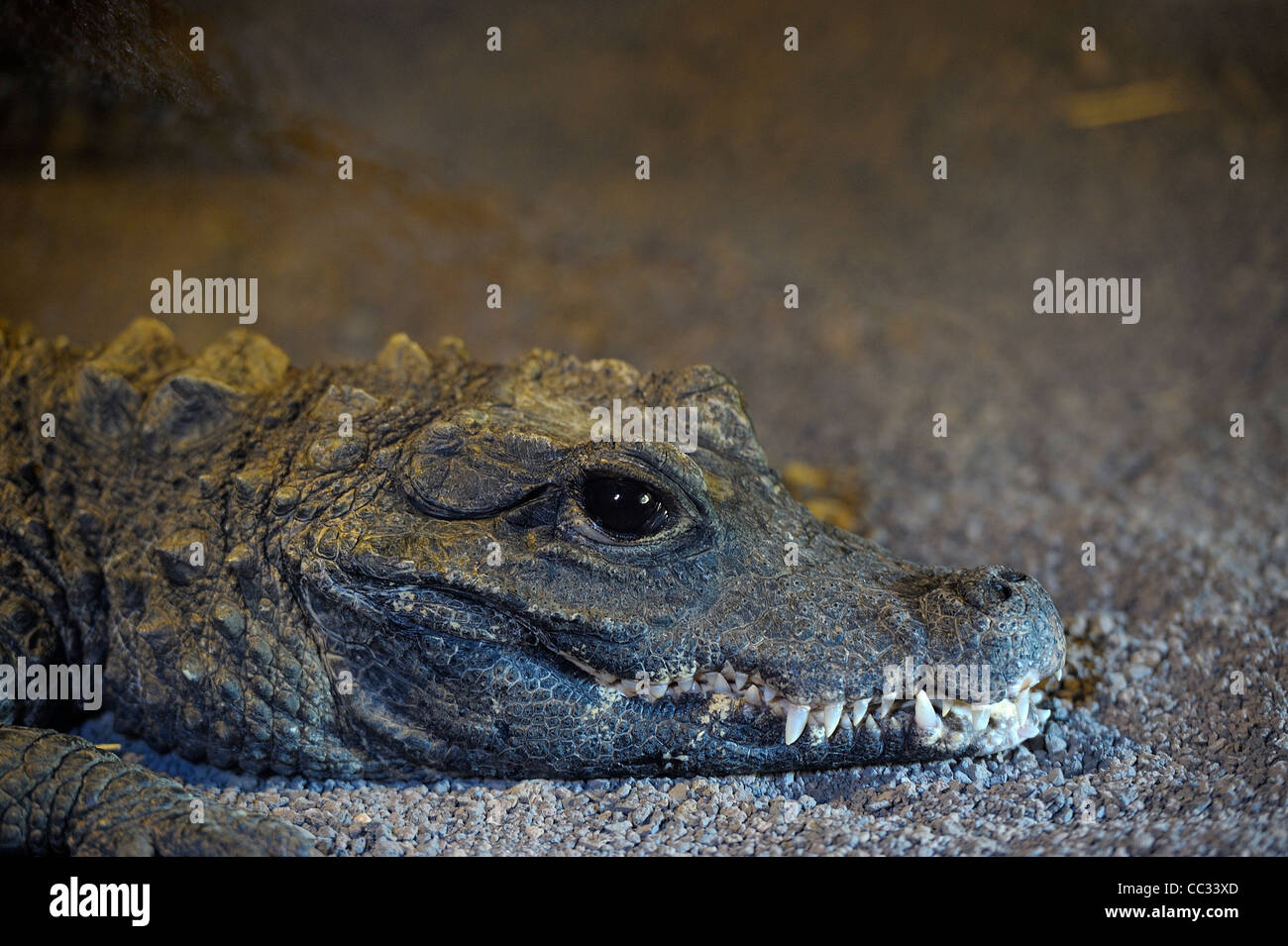 La testa di un po' di Nilo cocodrile Foto Stock