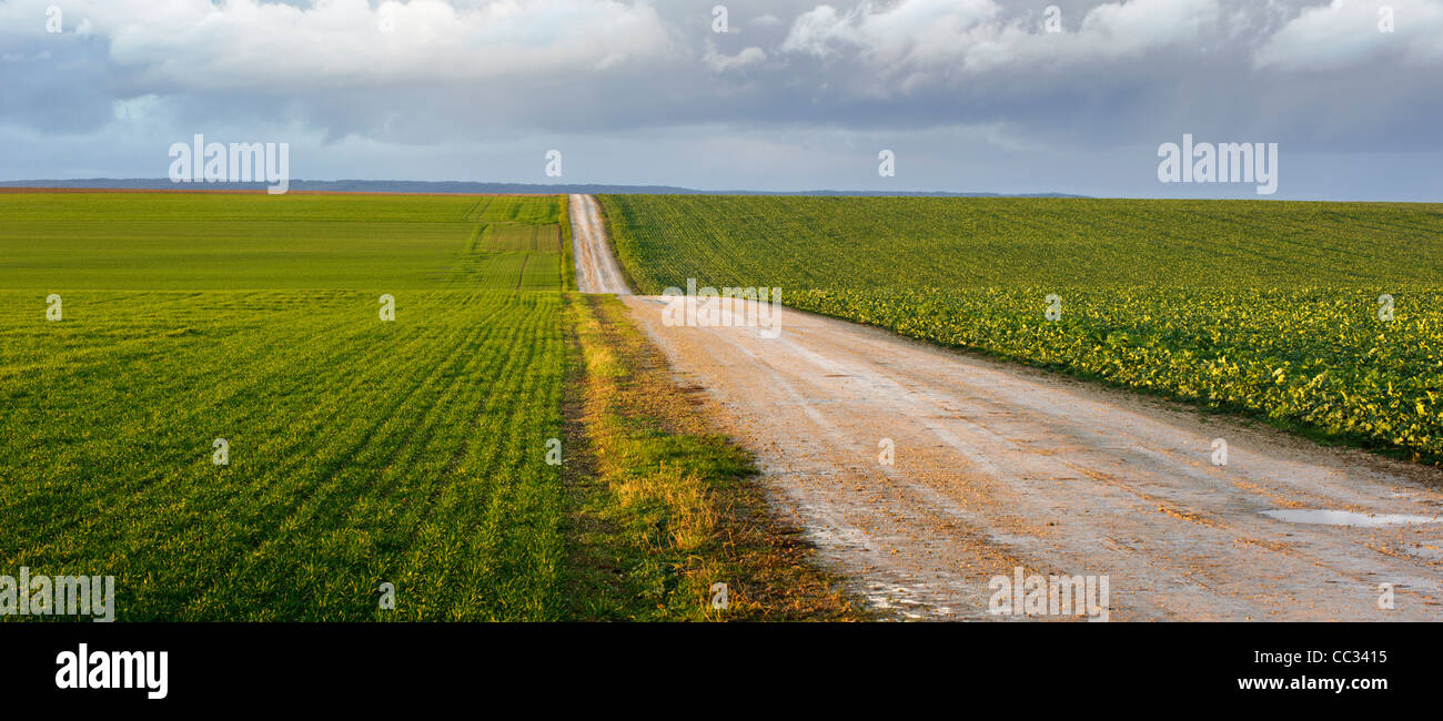 Strada sterrata che passa attraverso i campi, Marne, regione di Champagne, Francia Foto Stock