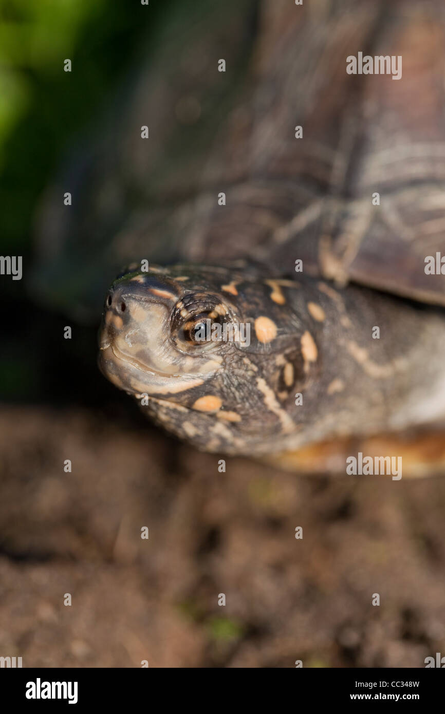 Asia o Indian Pond Terrapin, nero o Hard-sgusciate Melanochelys tartaruga (Geomyda) trijuga thermalis. Sri-Lanka. Foto Stock