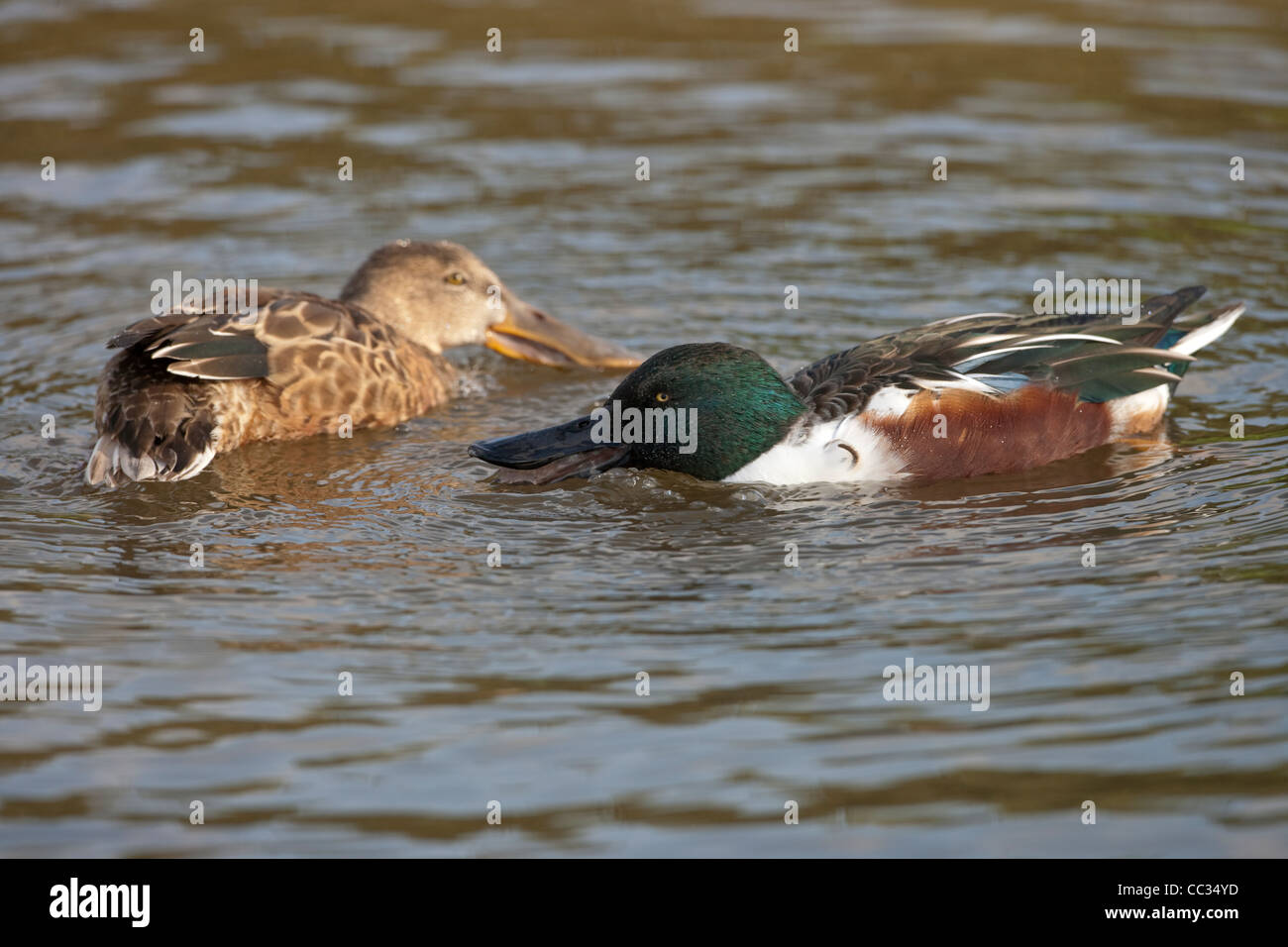 Mestolone (Anas clypeata). Coppia di alimentazione, nuotare in un cerchio, ogni filtraggio di articoli alimentari disturbati dai piedi dell'altro. Foto Stock