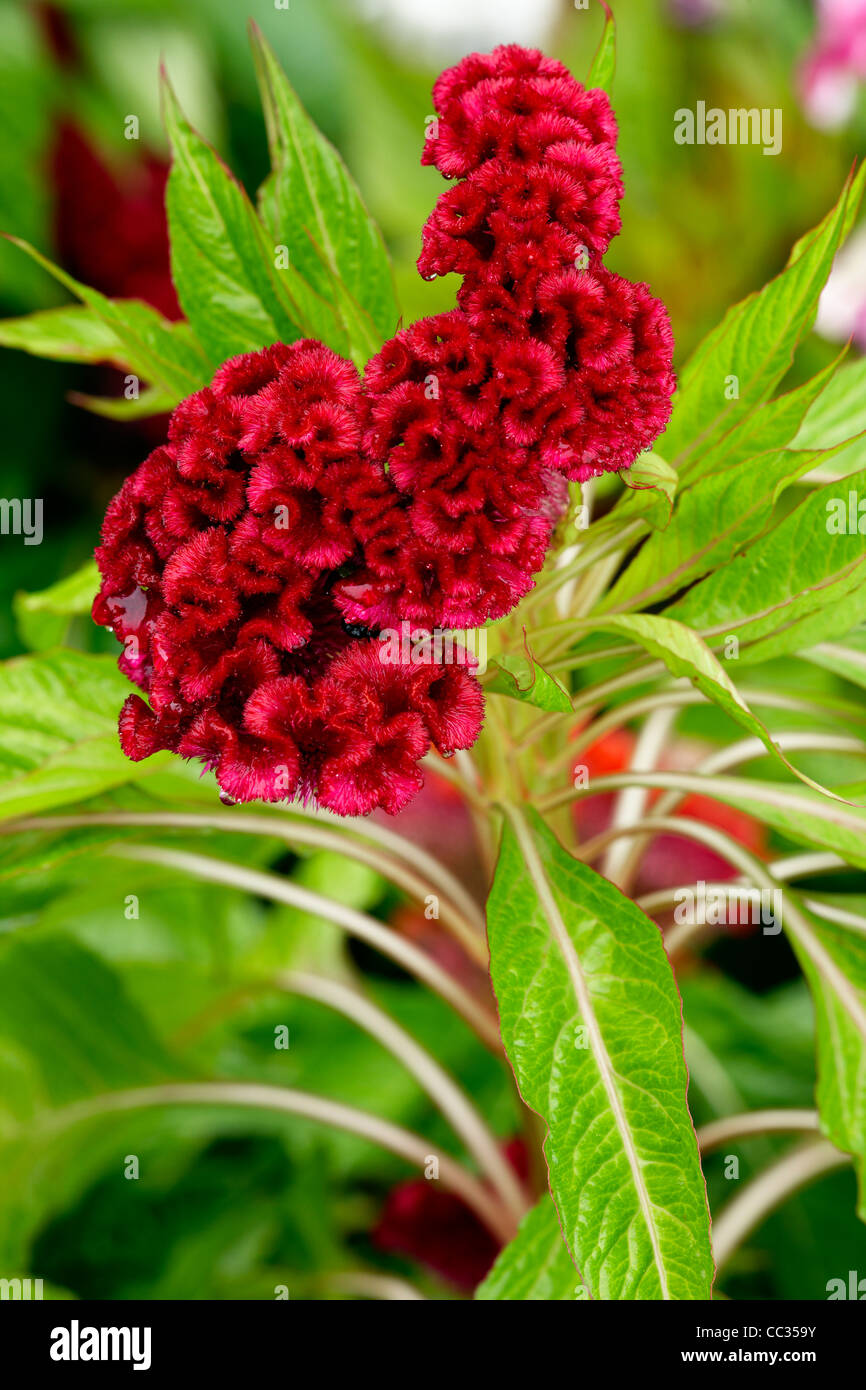 In prossimità di una cresta di gallo flower - cristate crestata o varietà della specie Celosia argentea. Nome scientifico: Celosia argentea var. cristata. Foto Stock