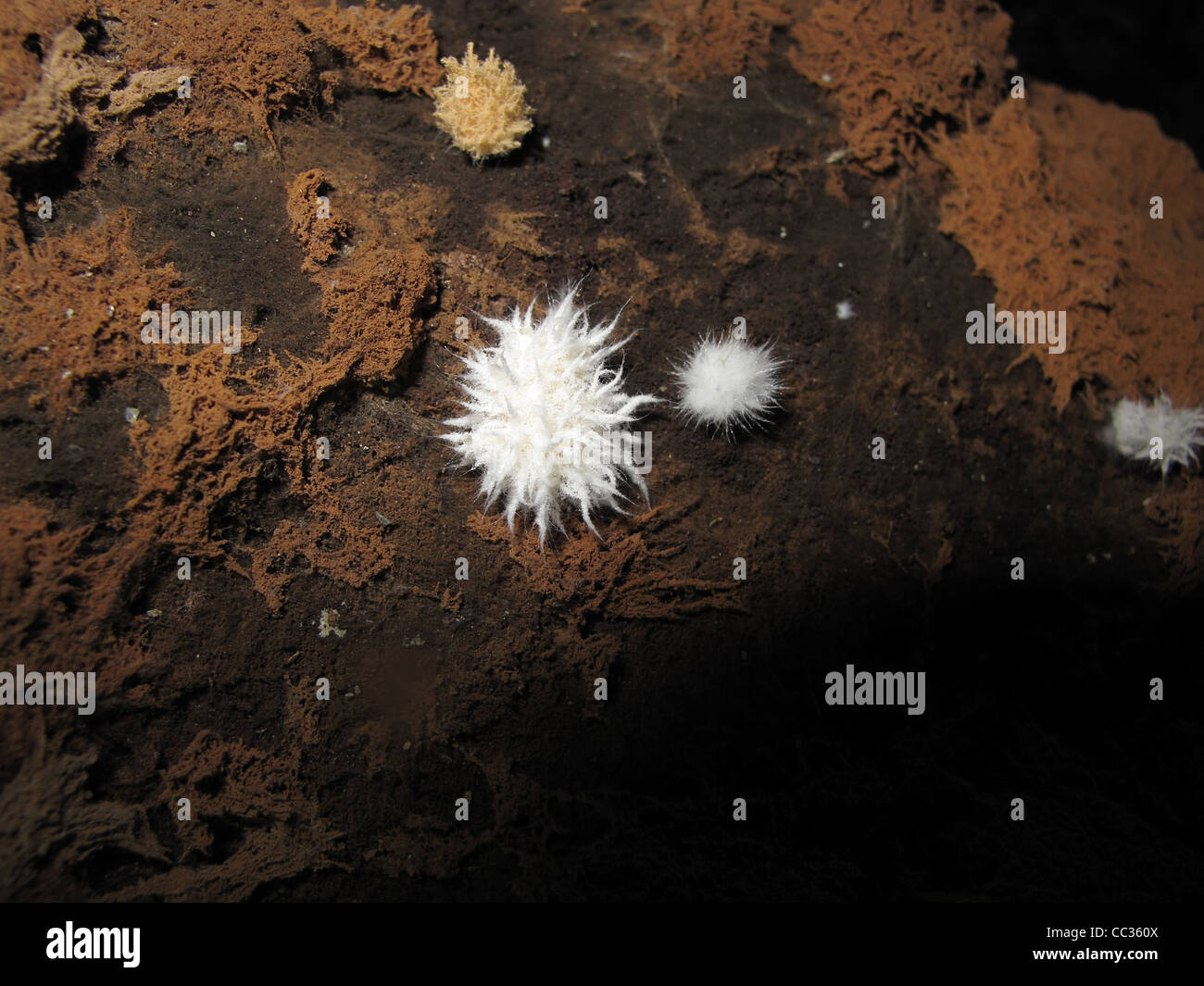Il fungo sul marciume miniera Travi in legno Foto Stock