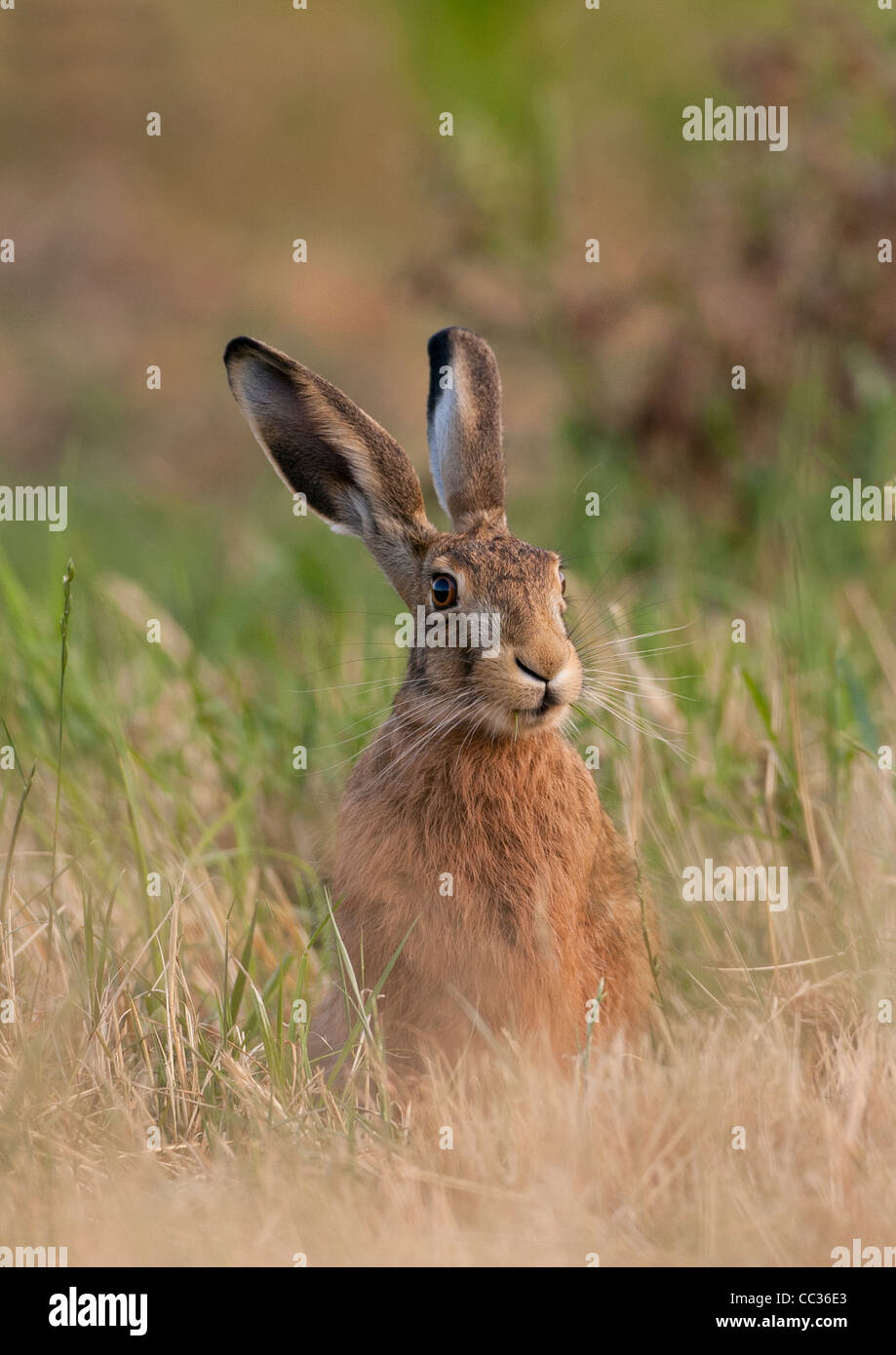 Lepre seduta in erba e guardando verso la telecamera Foto Stock