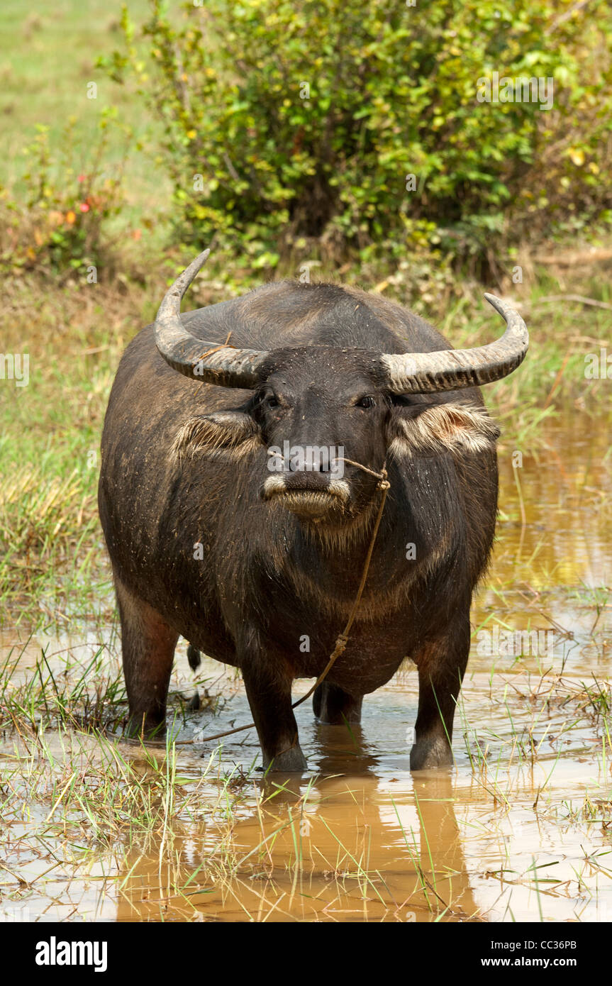 Bufalo d'acqua (Bubalus arnee) di pascolare su un raccolto di riso campo, Cambogia Foto Stock