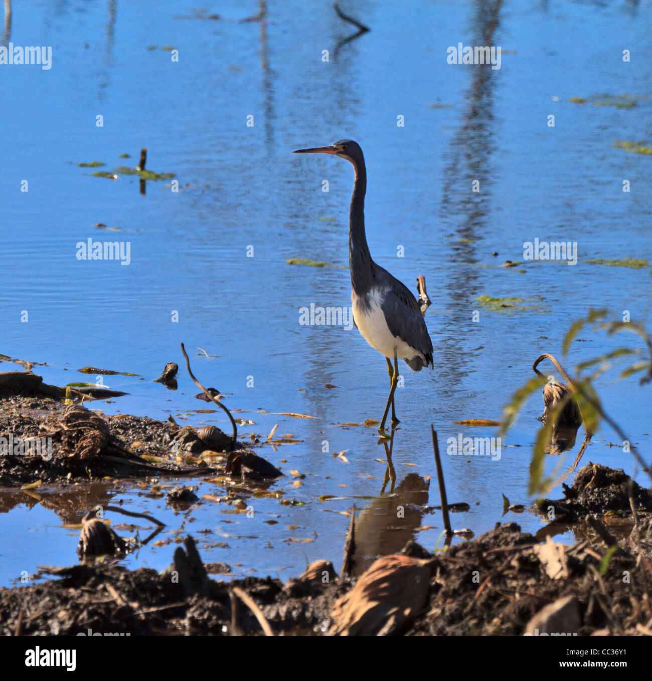 Airone tricolore, Egretta tricolore wading nella palude a Brazos Bend State Park, Texas Foto Stock