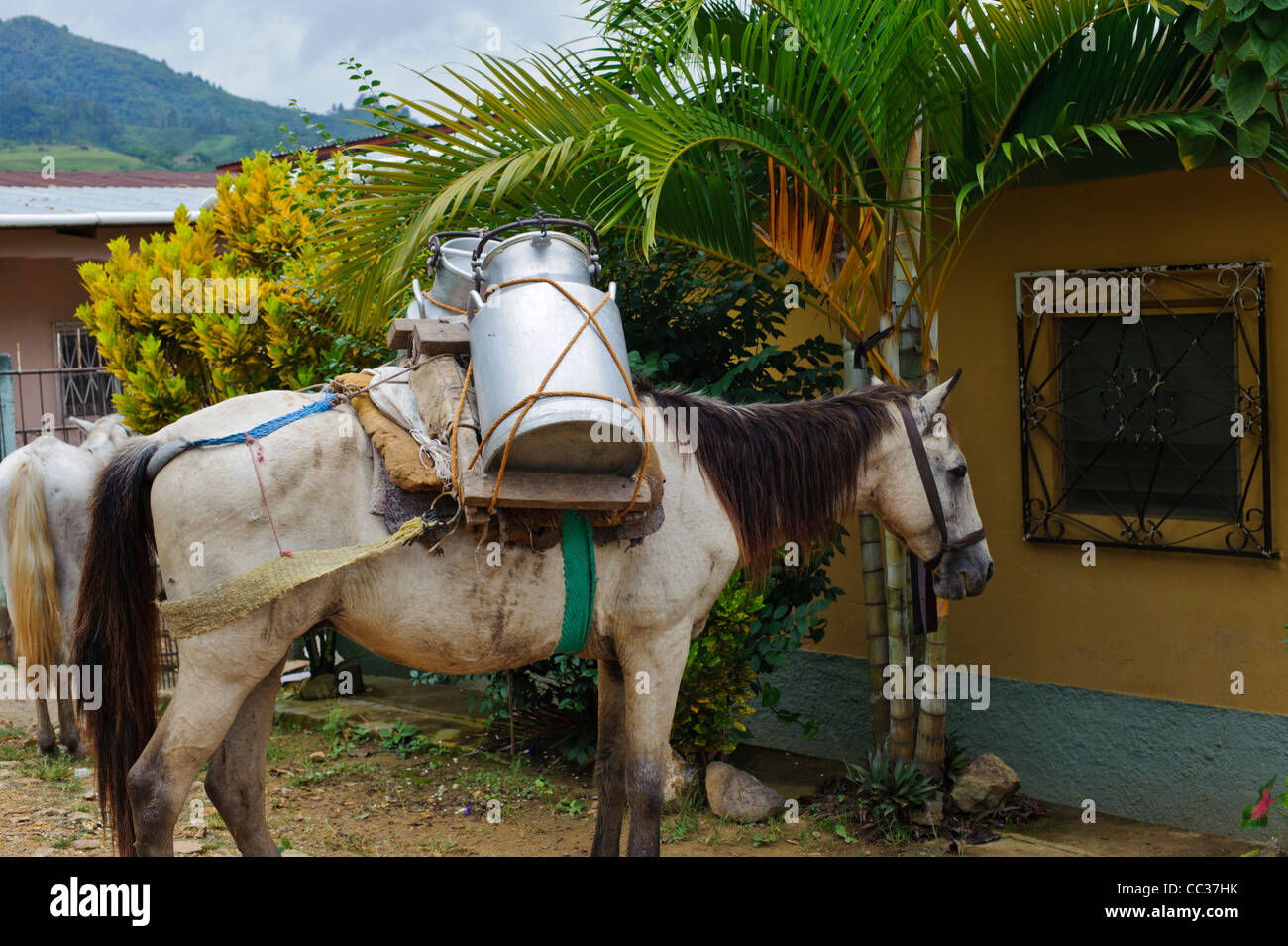 Cavallo con metallo contenitori del latte nelle zone rurali di Honduras Foto Stock