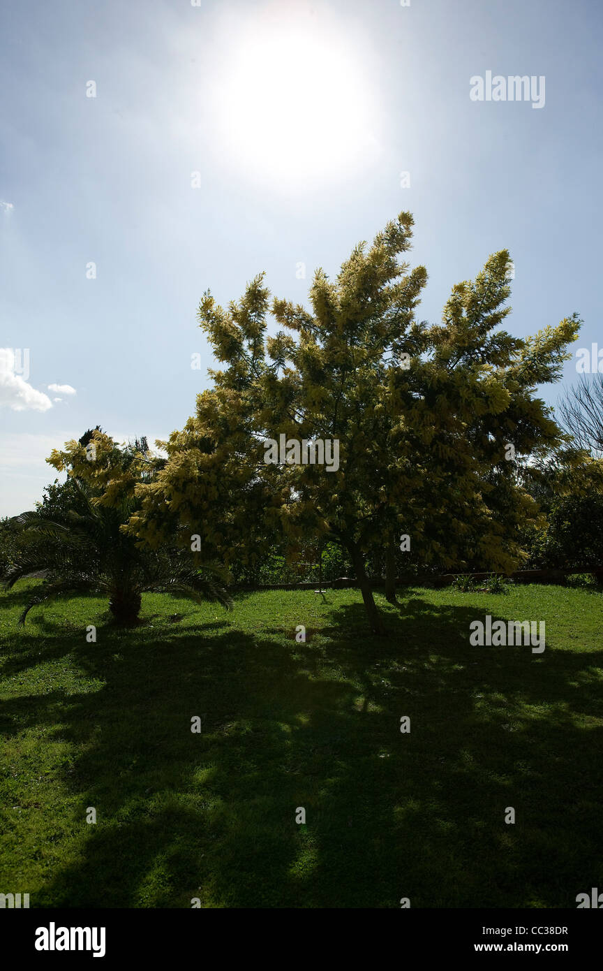 La Mimosa o graticcio di argento o acacia dealbata, Sicilia, Italia Foto Stock