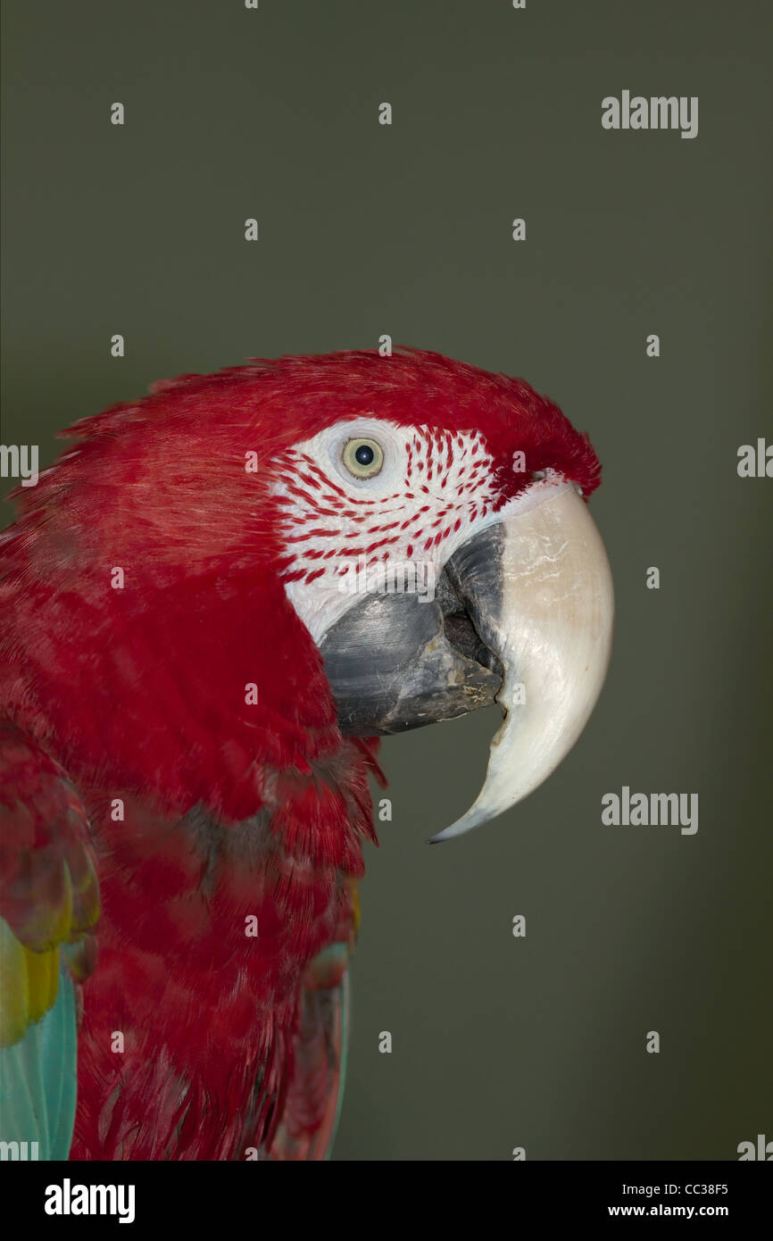 Parrot, Lat. Ara chloroptera Foto Stock