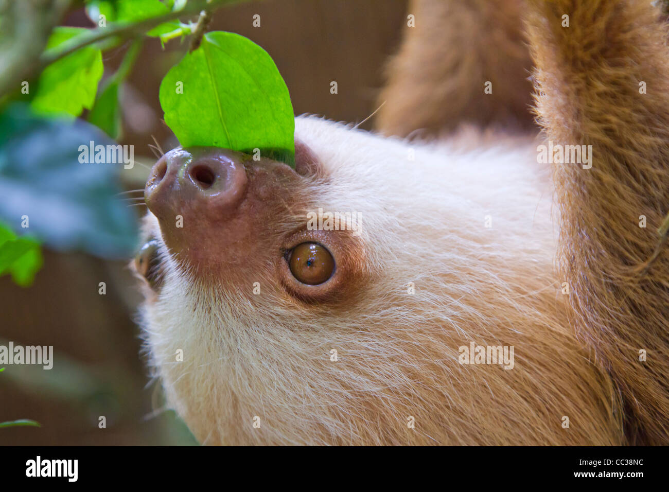 Un giovane Hoffmann per le due dita bradipo (Choloepus hoffmanni) mangiare le foglie. Foto Stock