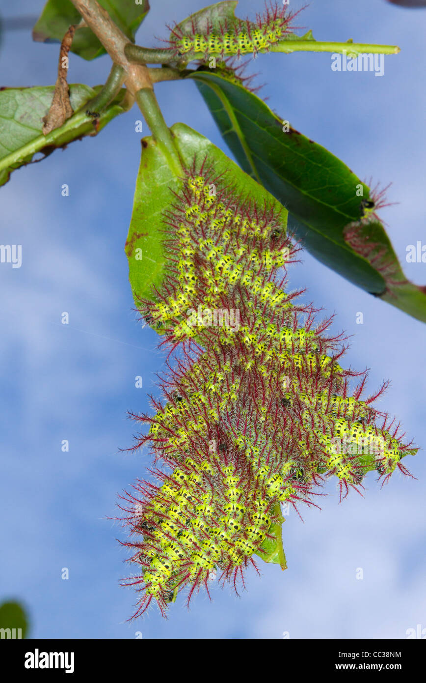 Ceterpillars della falena Automeris metzli dalla famiglia Saturniidae. Foto Stock