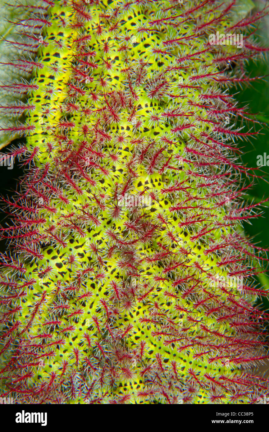 Ceterpillars della falena Automeris metzli dalla famiglia Saturniidae. Foto Stock