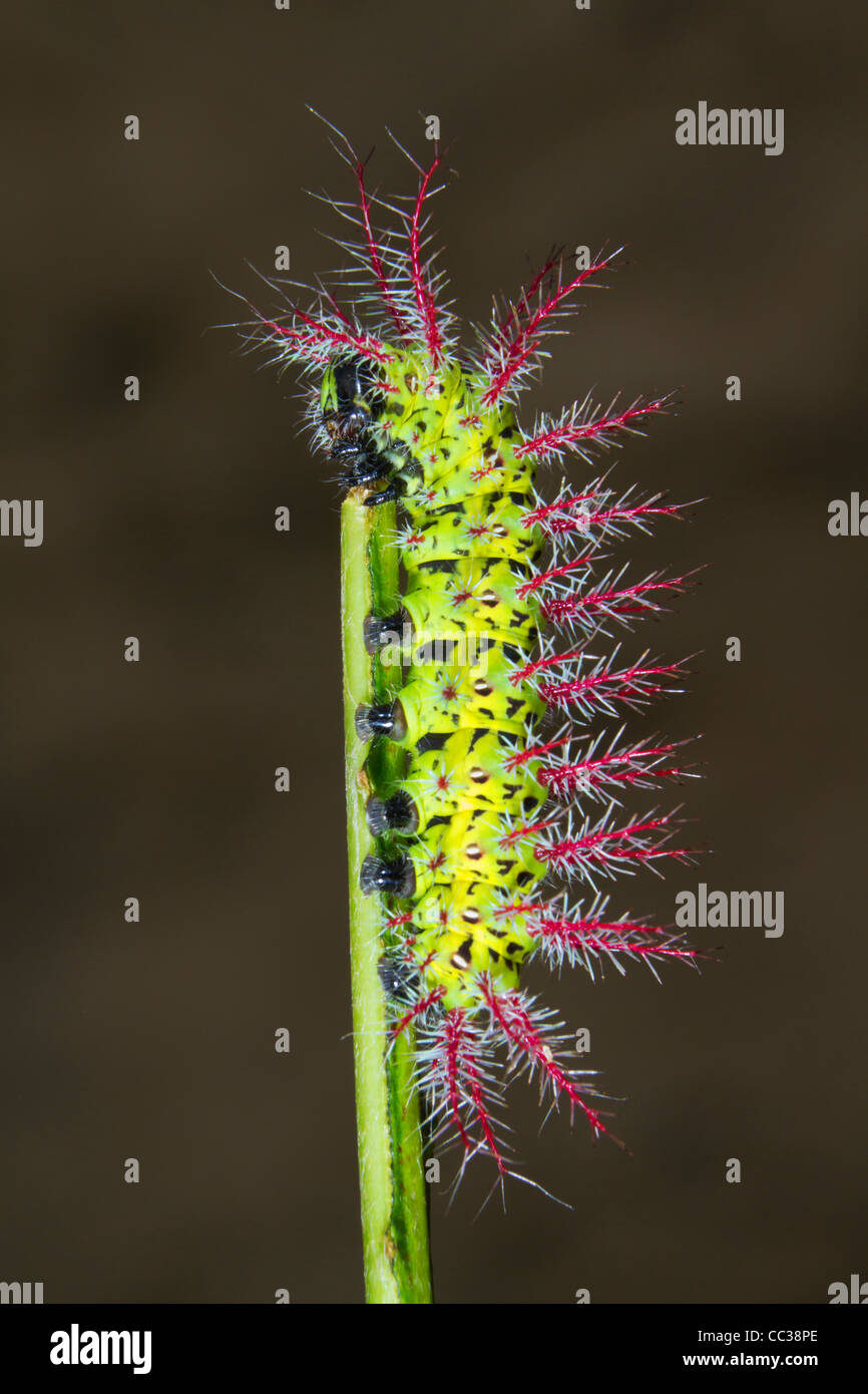 Ceterpillar della falena Automeris metzli dalla famiglia Saturniidae. Foto Stock