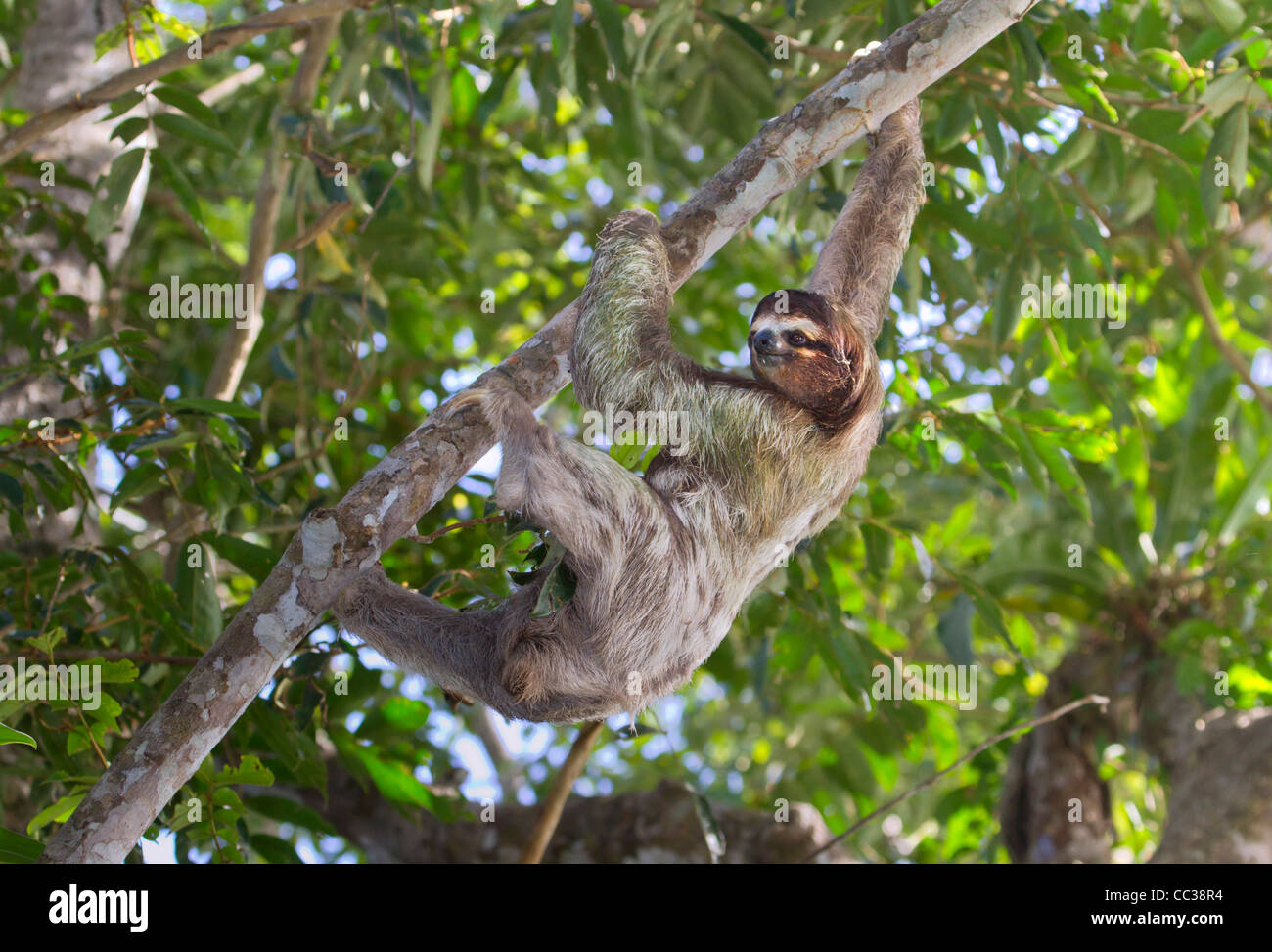 Tre-toed marrone-throated sloth (Bradypus variegatus) nella foresta pluviale. Foto Stock