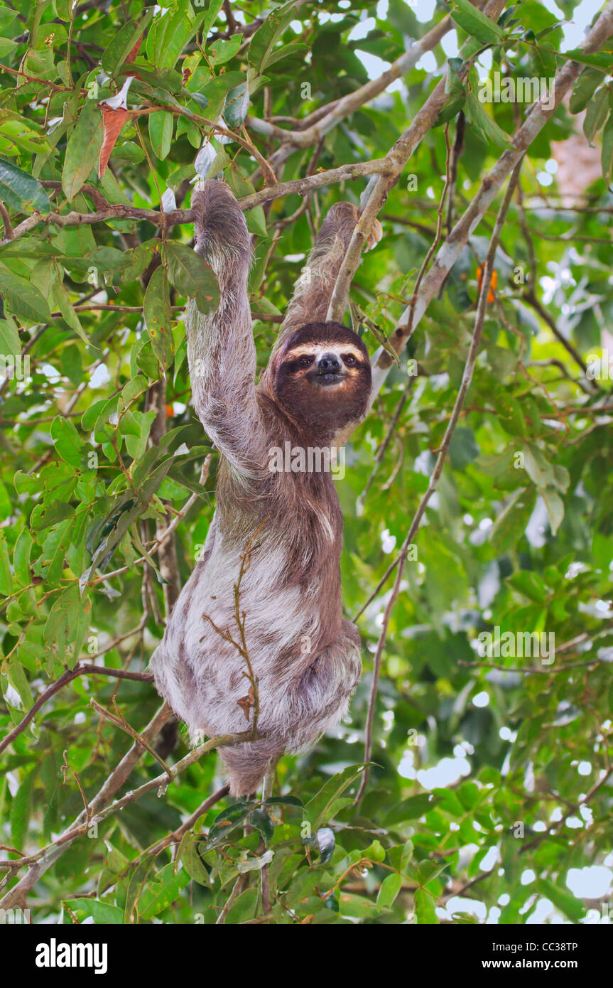 Tre-toed marrone-throated sloth (Bradypus variegatus) nella foresta pluviale. Foto Stock