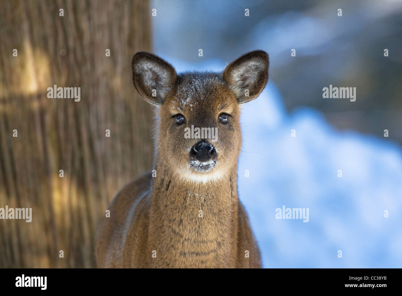 Inverno Baby Deer Foto Stock