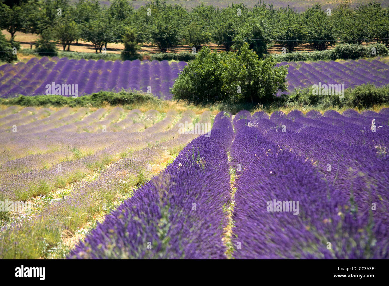 Campi di lavanda in piena fioritura Auribeau, Auribeau sur Siagne, Provenza, Francia Foto Stock