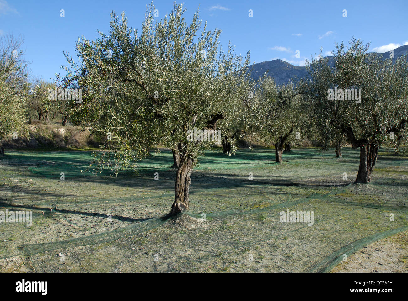 Campi di olivi con reti per il raccolto, vicino Benimassot, Sierra de Almudaina, Comtat, Provincia di Alicante, Comunidad Valenciana, Spagna Foto Stock