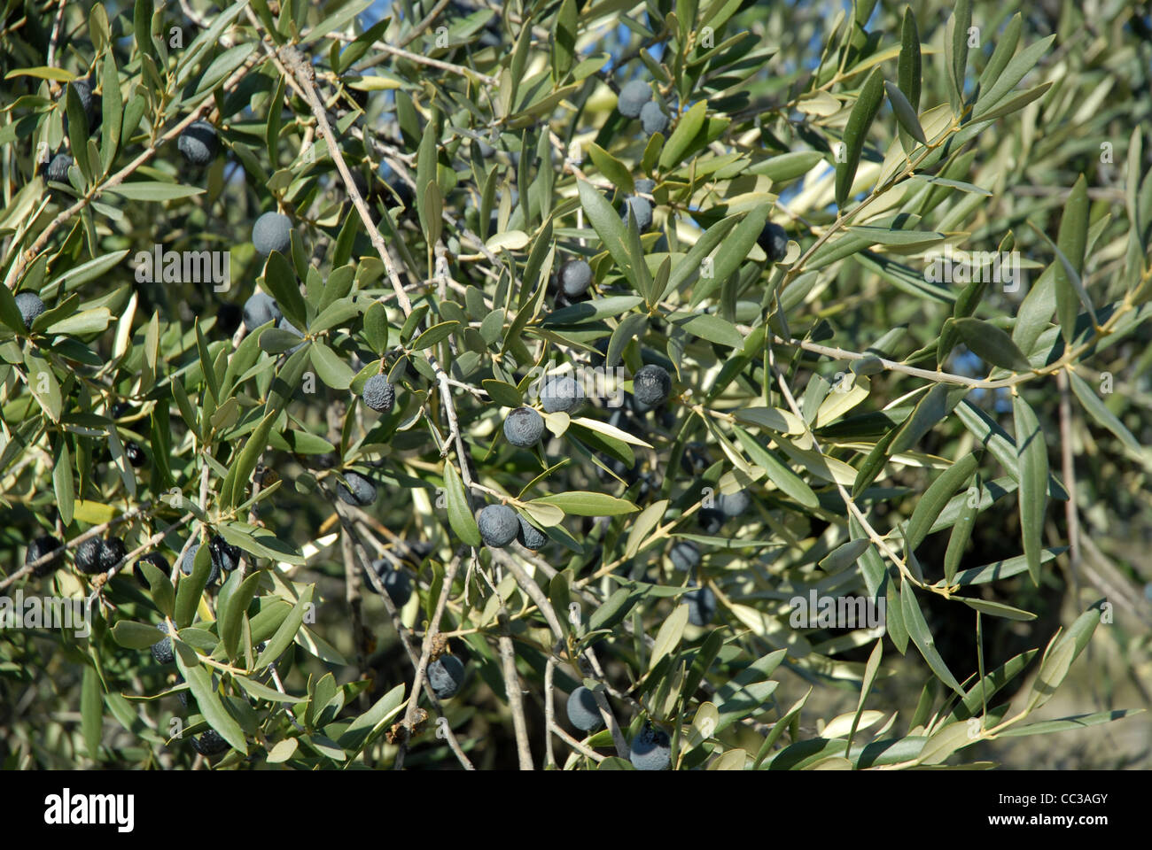 Mature di olive nere, Olea europaea, vicino Benimassot, Sierra de Almudaina, Comtat, Provincia di Alicante, Comunidad Valenciana, Spagna Foto Stock