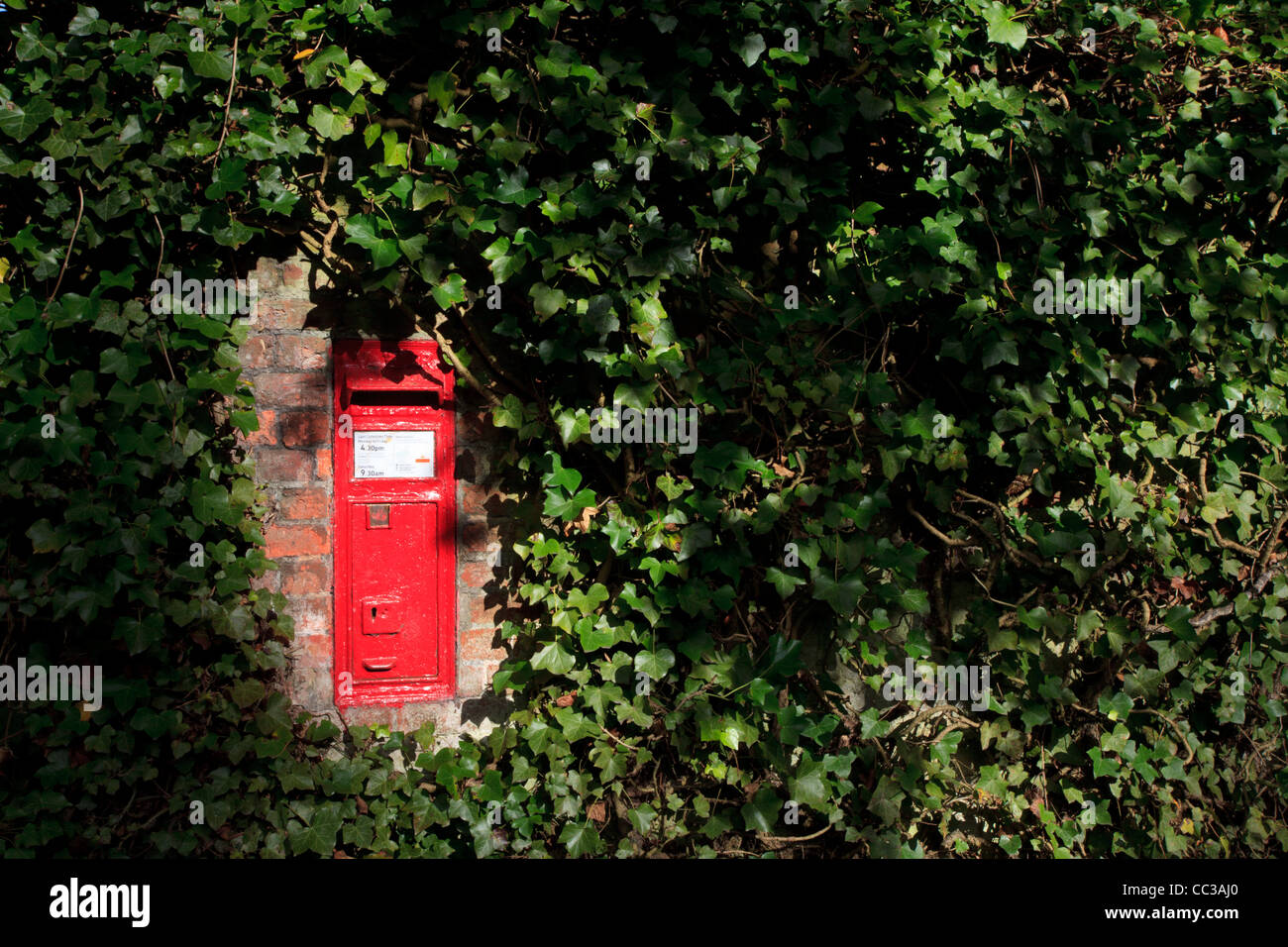 Red letterbox in laterizio coperto di edera parete Foto Stock
