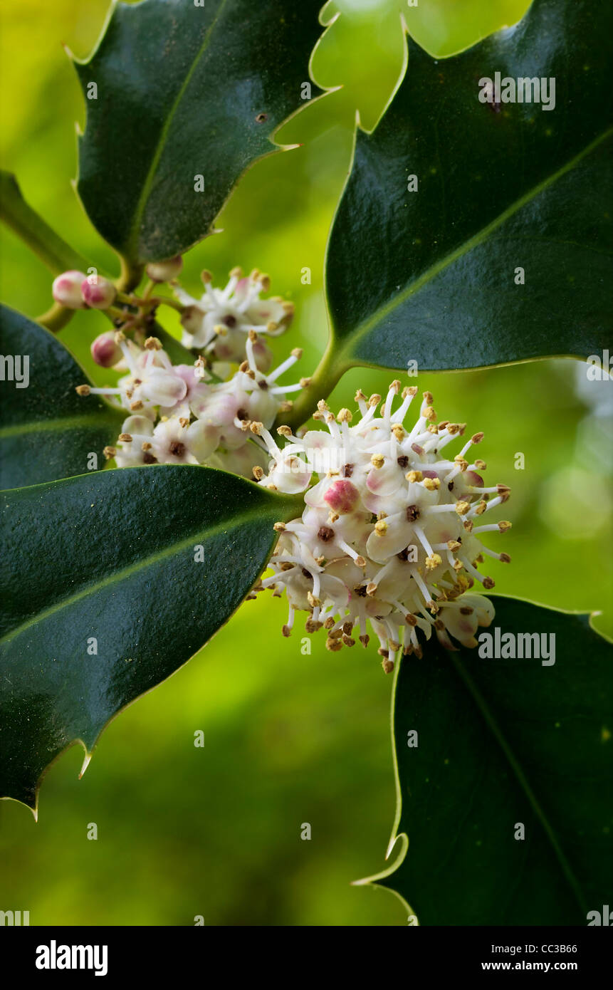 Unione Holly (Ilex aquifolium) Foto Stock