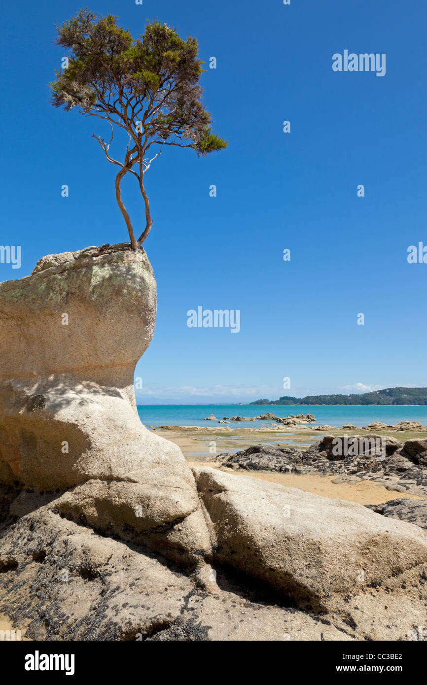 Albero che cresce nella roccia Foto Stock