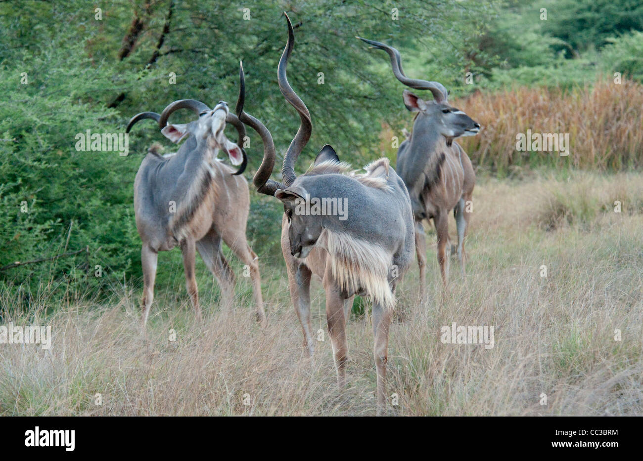 Africa Botswana Tuba Tree-Three maggiore Kudu insieme (Tragelaphus strepsiceros). Uno graffiare la parte posteriore con le corna. Foto Stock