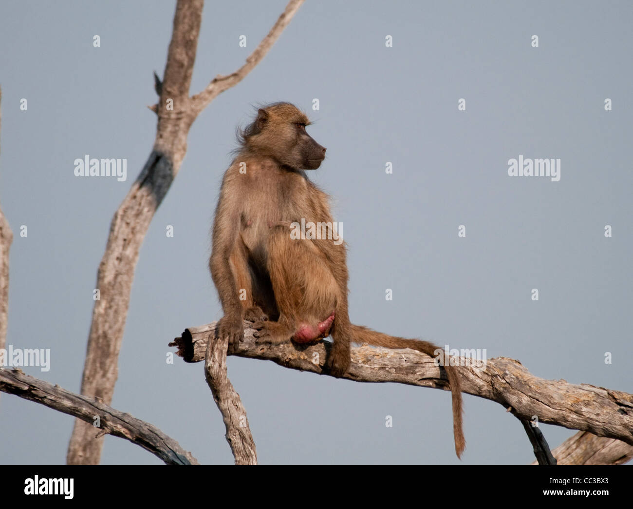 Africa Botswana Tuba Tree-Chacma babbuino seduto sul lembo di albero (Papio ursinus) Foto Stock