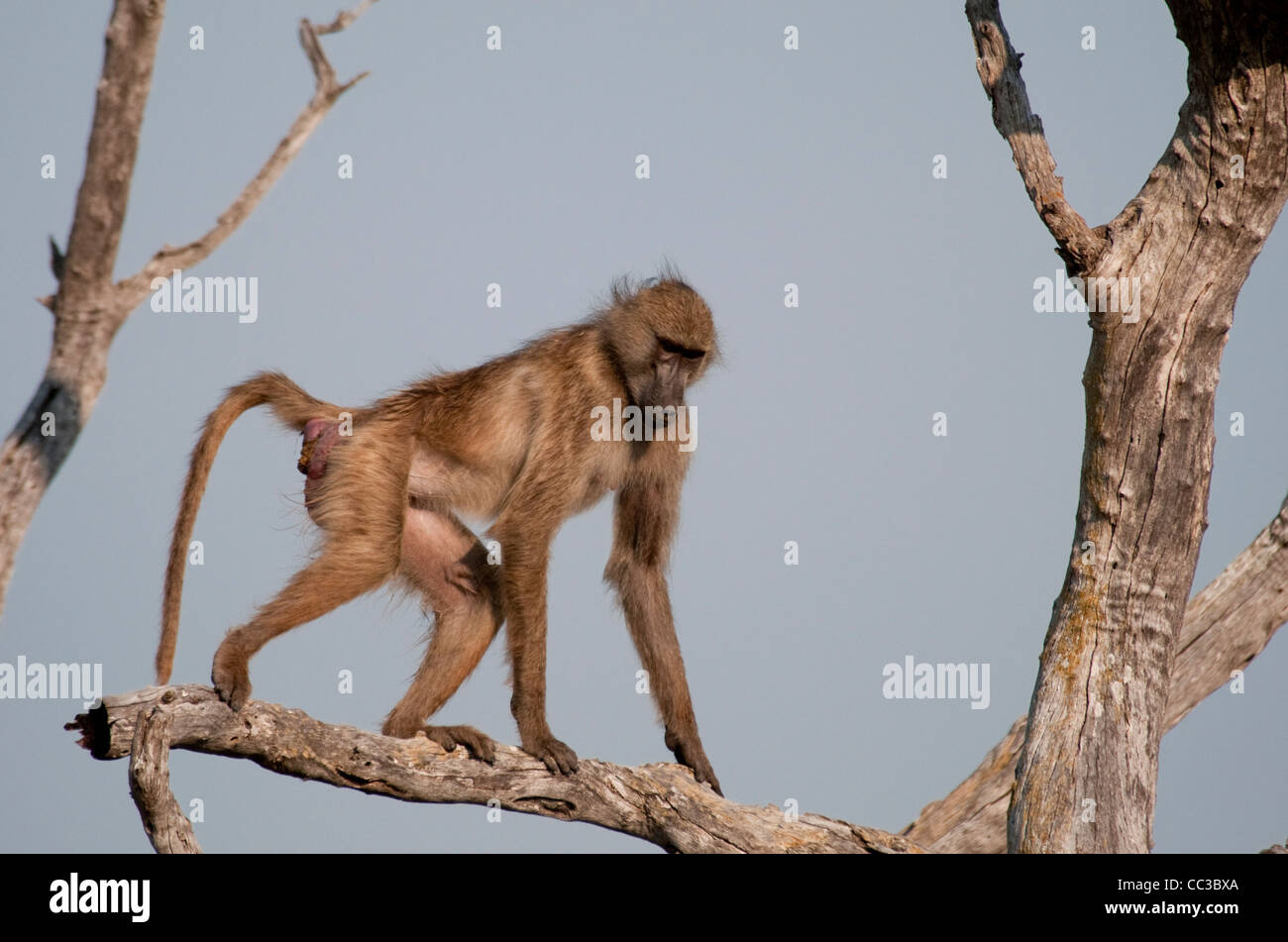 Africa Botswana Tuba Tree-Chacma babbuino camminando sul lembo di albero (Papio ursinus) Foto Stock