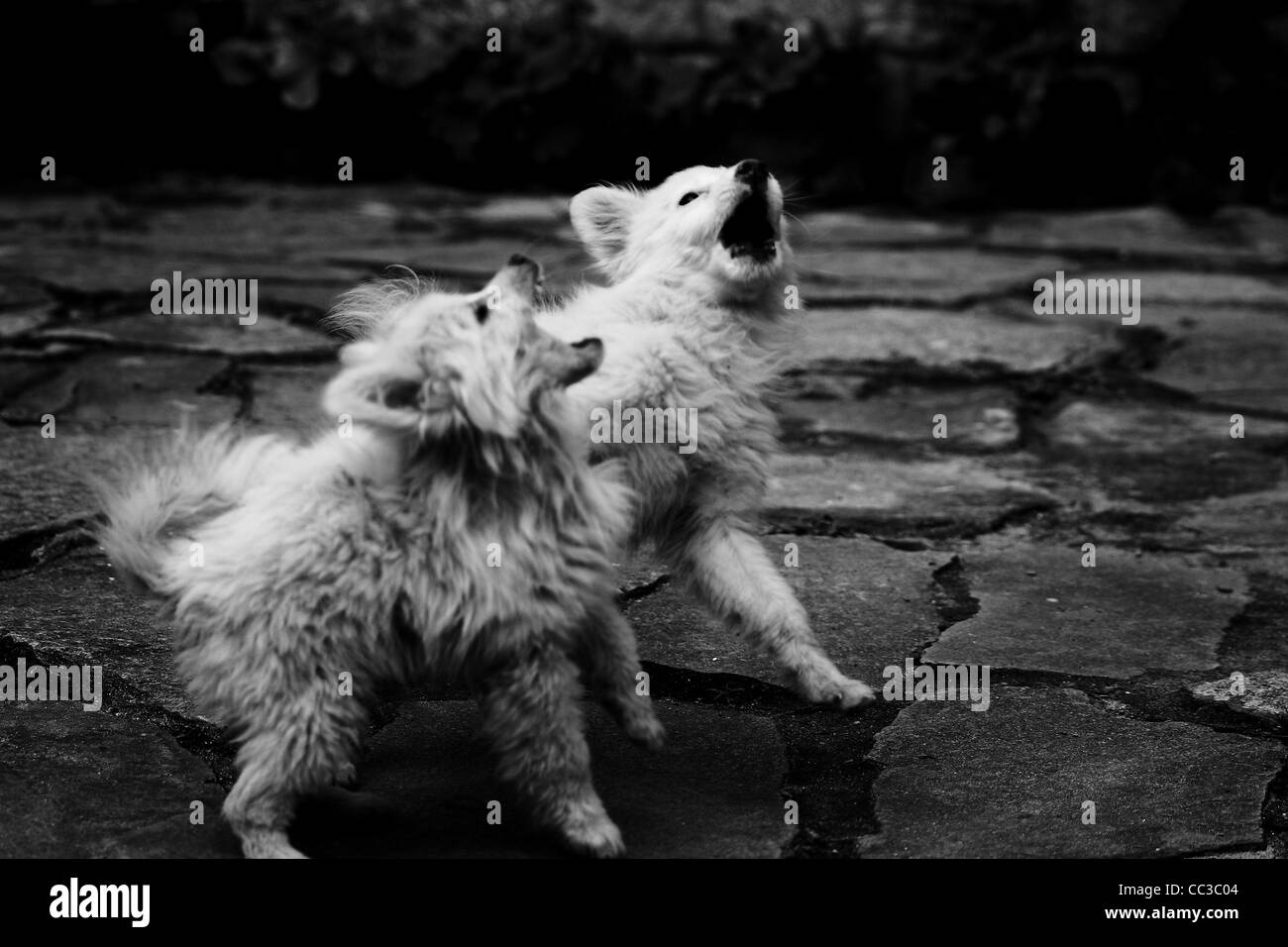 L'Himalayan cuccioli e cani giocando Foto Stock