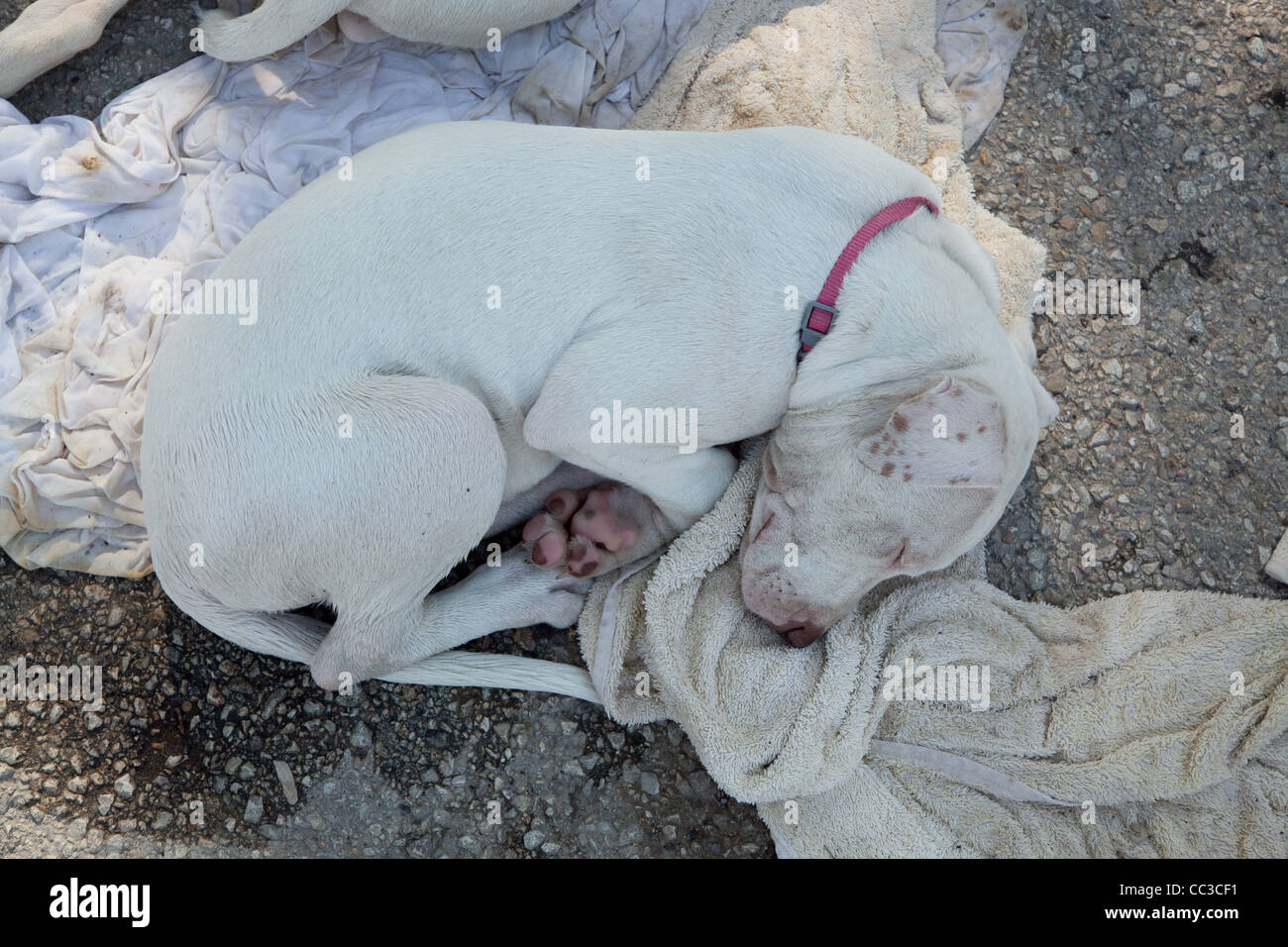 Una femmina a pelo, bianco American Pitbull cucciolo Foto Stock