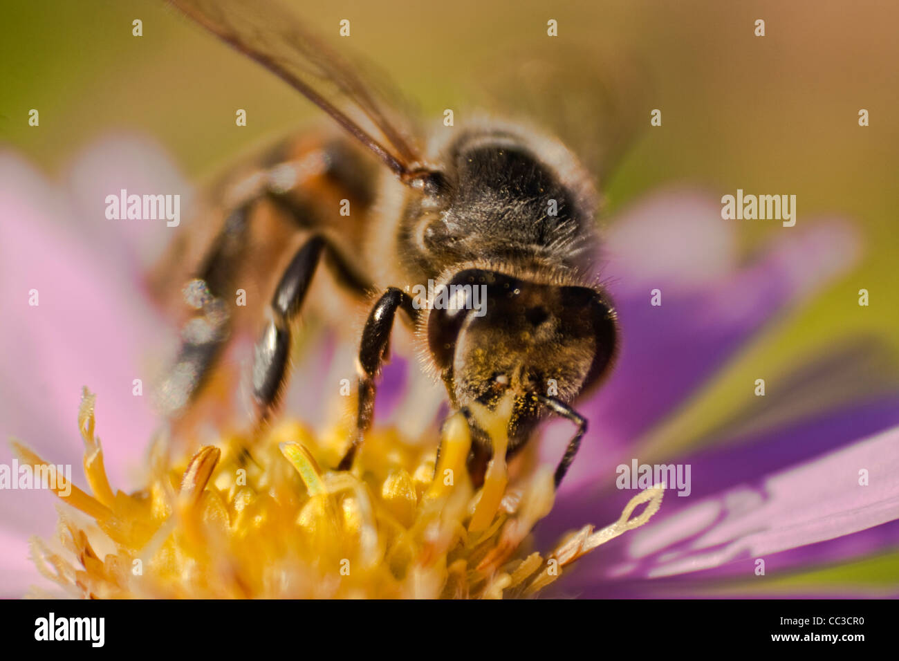 Close up di un miele delle api su un fiore (Apis mellifera) Foto Stock