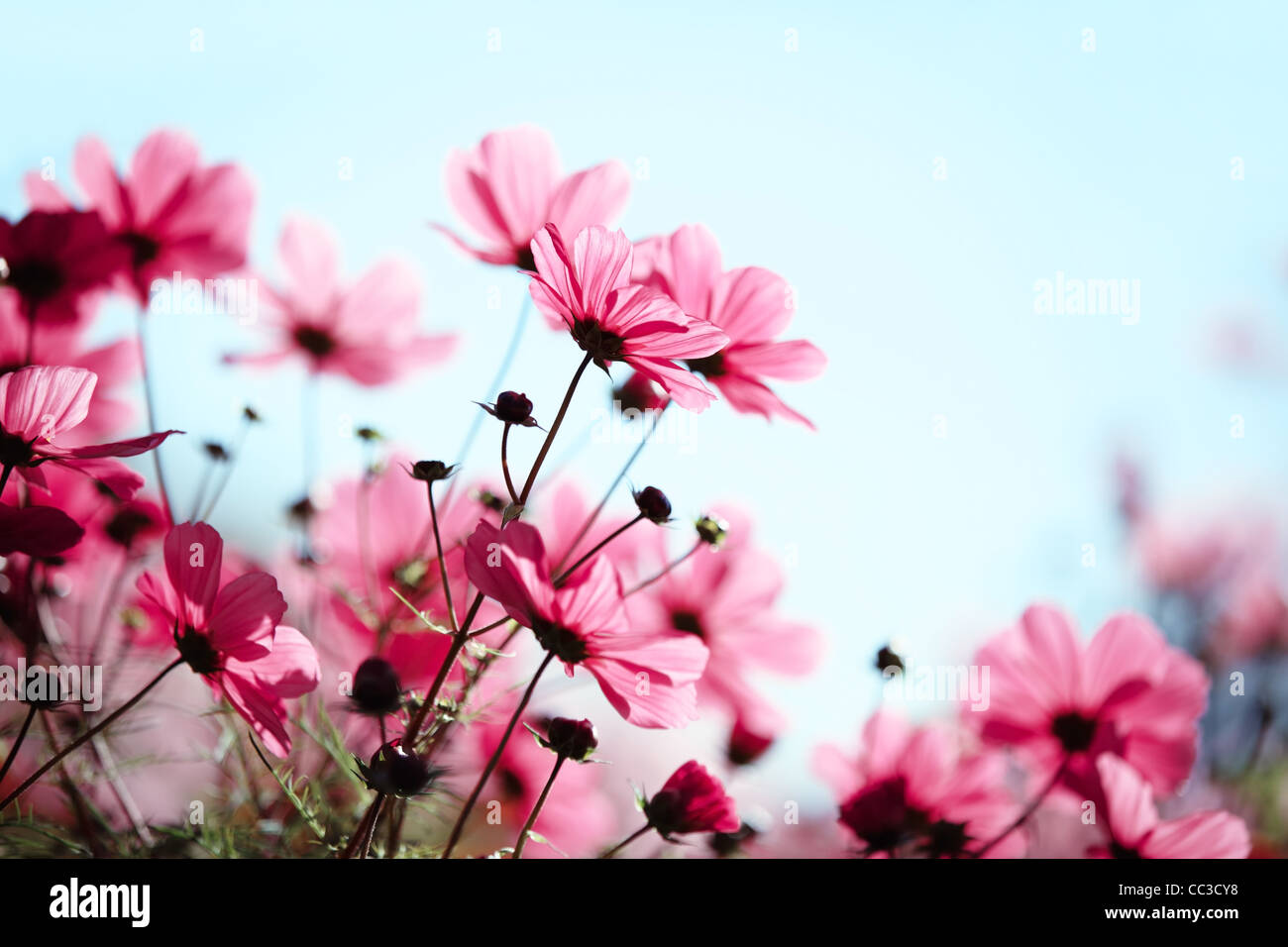 Primo piano del fiore a margherita,Shallow Dof. Foto Stock