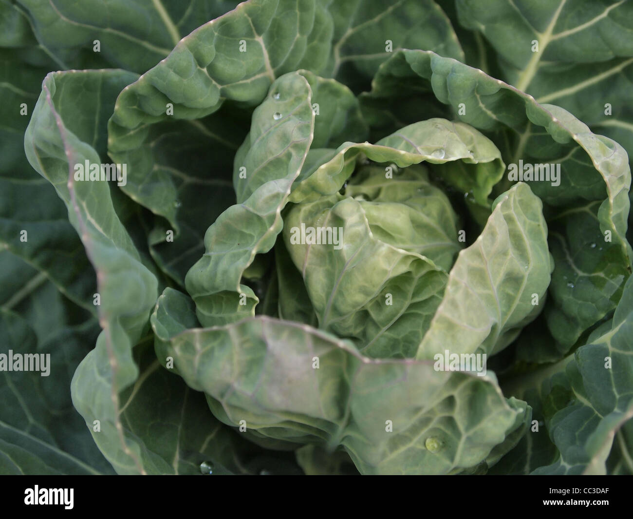 Cavolo verde cresciuto in una comunità giardino ad Atlanta, in Georgia Foto Stock