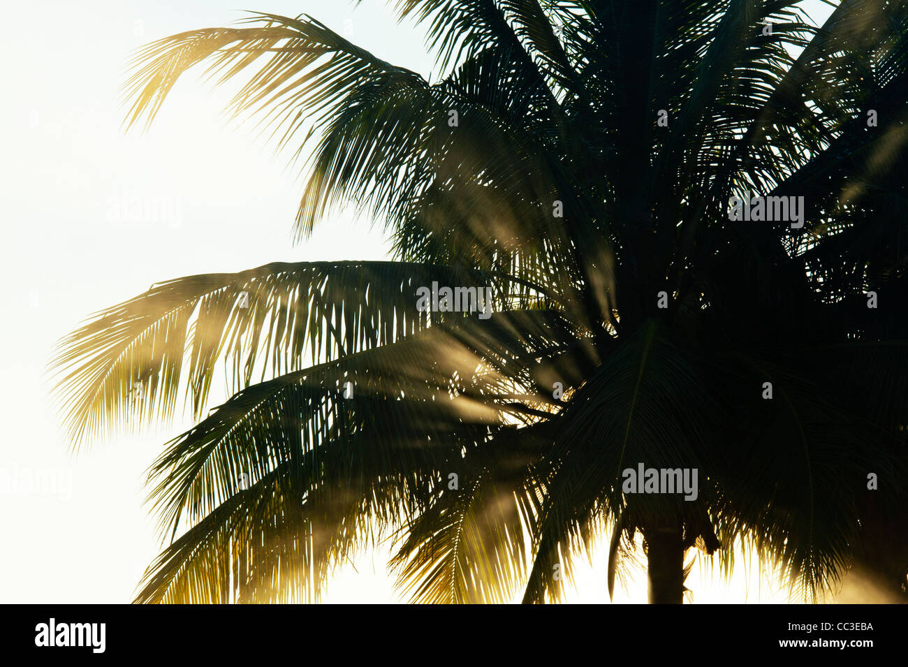 Fumo e palme silhouette nella campagna indiana nelle prime ore del mattino la luce del sole. Andhra Pradesh, India Foto Stock