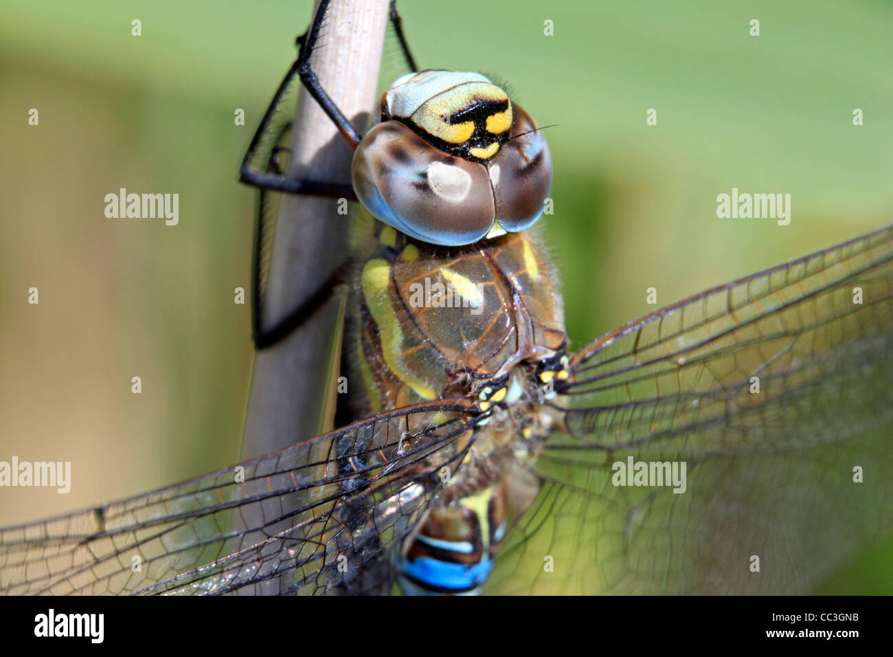 La fotografia macro extreme close-up di un migrante hawker dragonfly (aeshna mixta) un regolare abitante di stagni e laghi in tutta le isole britanniche Foto Stock