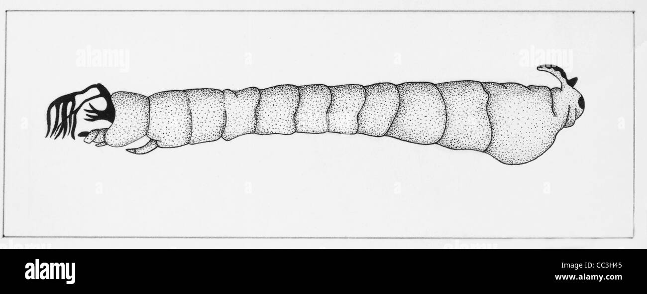 Zoologia - insetti - ditteri - larve (Simulium Reptans). Disegno Foto Stock
