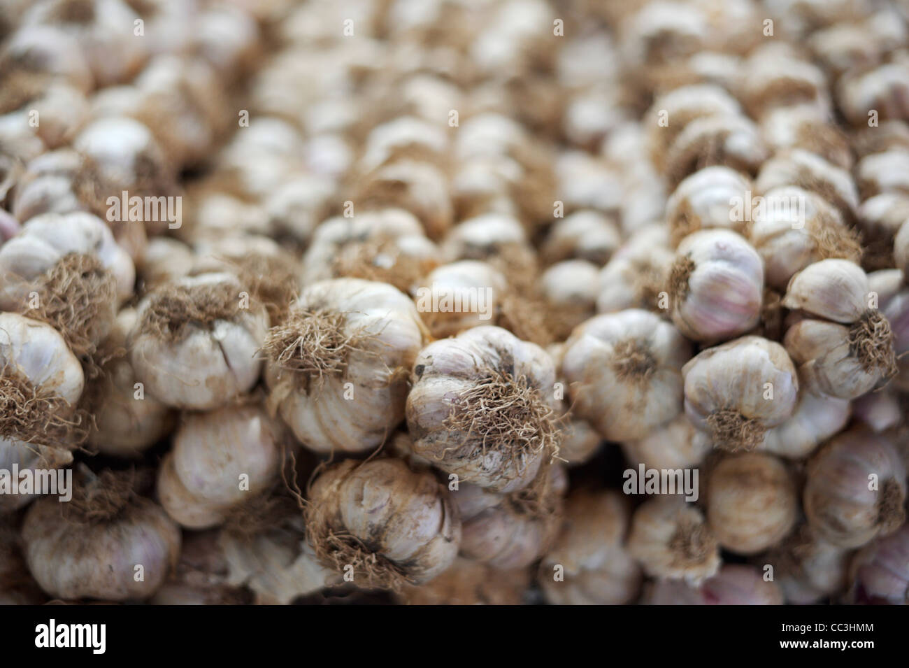Mercato di strada aglio stallo close-up con DOF poco profondo Foto Stock