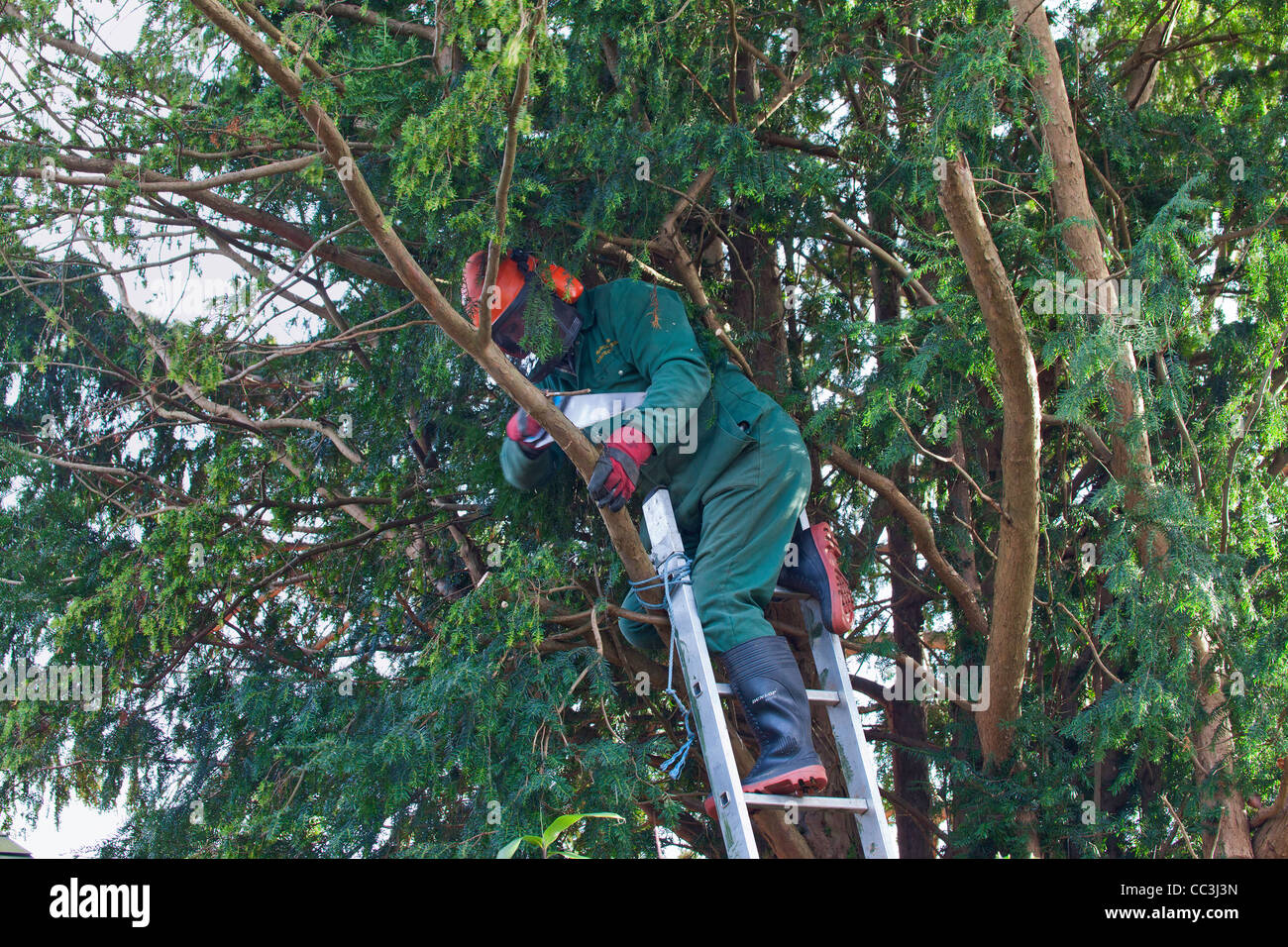 Chirurgo di albero in albero di Yew con sega a mano Foto Stock
