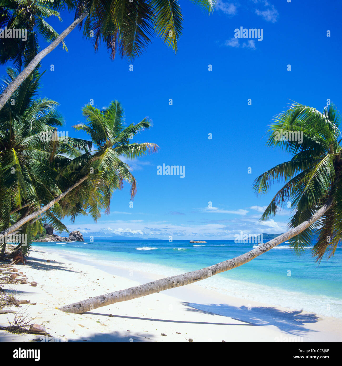 Spiaggia con palme, mare, La Digue Island, Seicelle Foto Stock