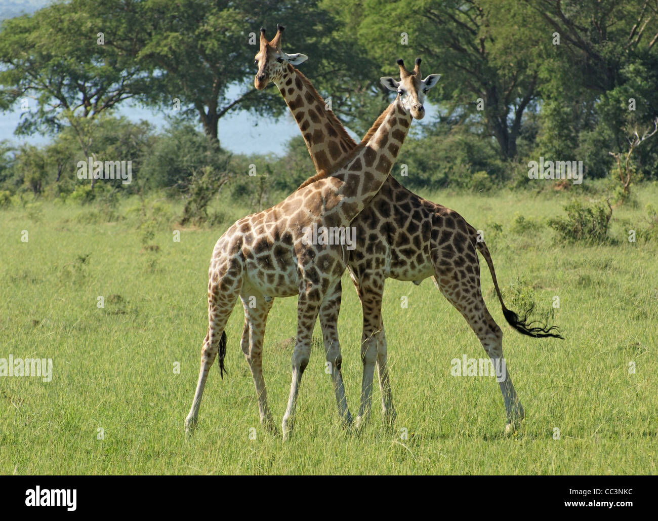 Sunny panorama comprendente due Rothschild Giraffe a combattere in Uganda (Africa) Foto Stock