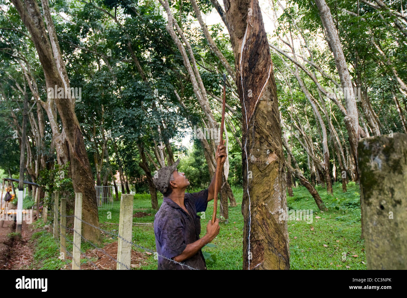 Lavoratore toccando la gomma naturale da in una gomma di piantagione di alberi in Sri Lanka. Foto Stock