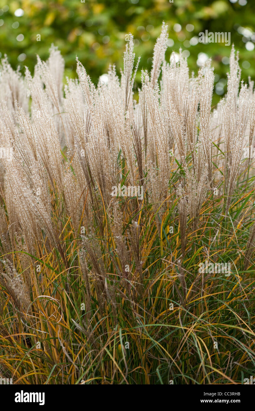 Miscanthus sinensis 'Rotsilber' o Miscanthus sinensis " Red Silver", in autunno Foto Stock